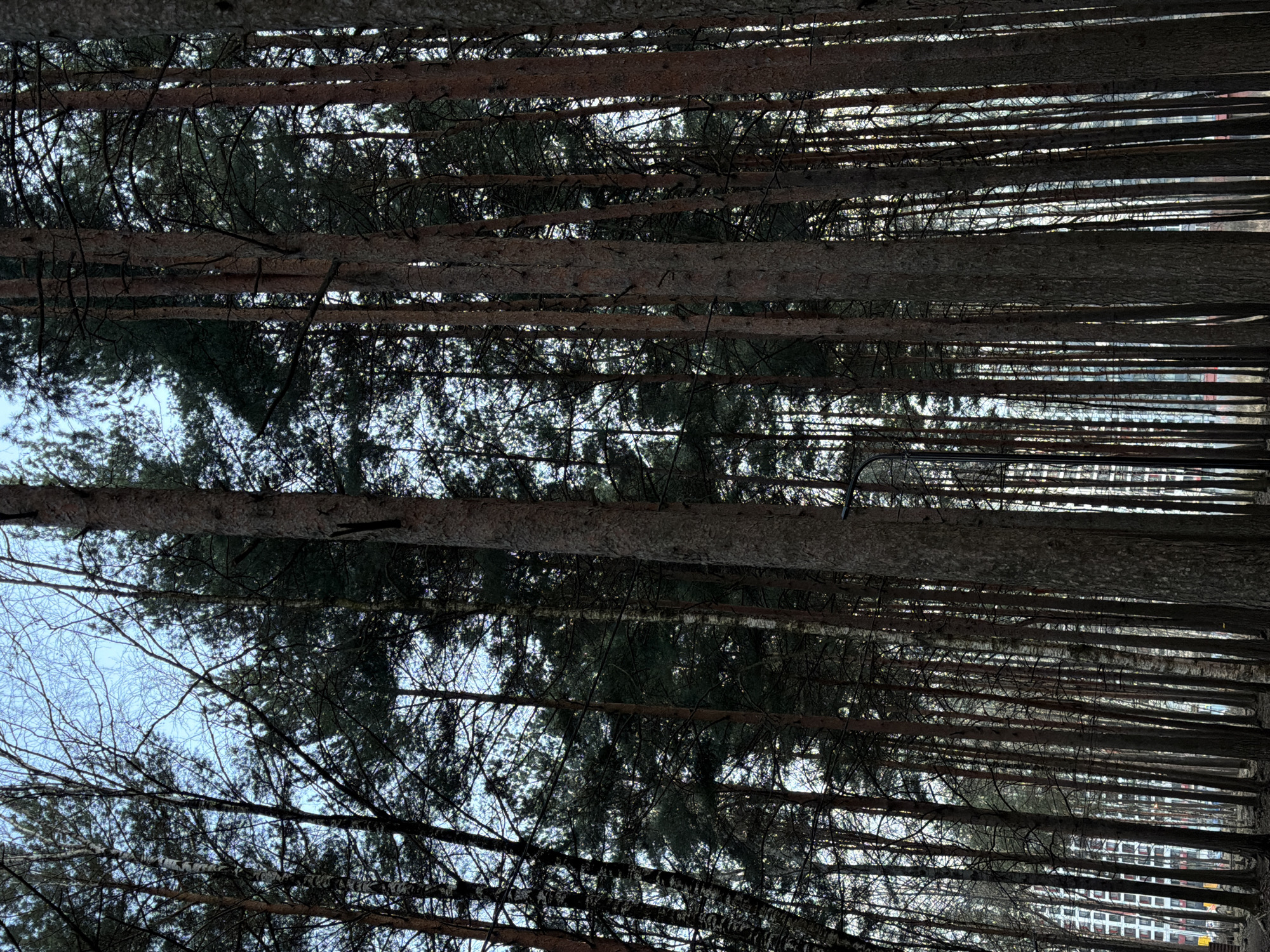 The image shows a view looking up through a dense forest in Lavriki, Russia. The trunks of numerous tall, slender trees fill most of the frame, creating a vertical pattern. Bare branches and evergreen foliage are visible in the spaces between the trunks, partially obscuring the sky. Buildings are visible in the distance through the trees. The overall impression is one of a forest setting within or near an urban area.