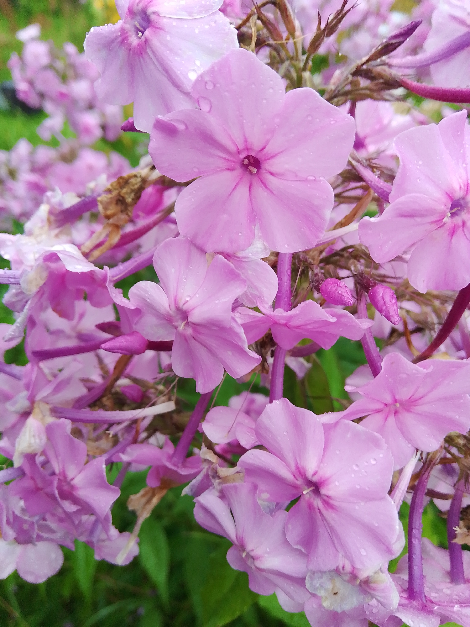 A close-up, vertical shot displays a cluster of blooming pink phlox flowers. The petals are delicate and feature small water droplets, suggesting recent rain. The flowers are supported by thin, purplish stems and some dried brown buds are visible among the blooms. The background is a soft blur of green foliage, indicating an outdoor garden setting. The scene is likely located in Dobrograd, Russia, given the context of the request. There are no people or discernible animals present in the image.