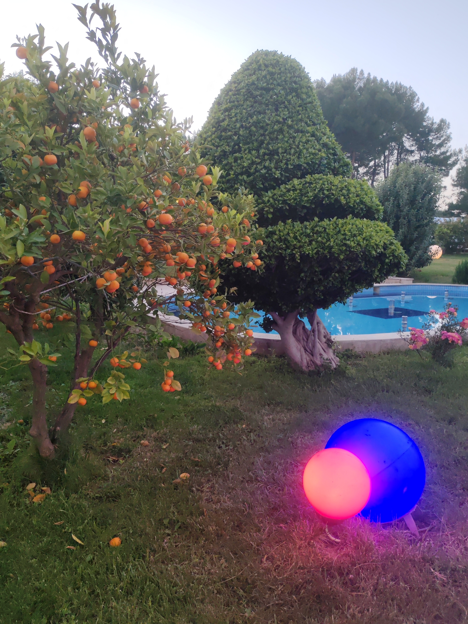 The image shows a garden scene in Alanya, Turkey, likely during twilight. A small orange tree laden with fruit stands to the left, next to a topiary tree with a distinctive bulbous trunk. In the background, a circular fountain is visible, bordered by pink flowers and manicured shrubs. Two illuminated orbs, one red and one blue, rest on the grass in the foreground, providing artificial light. The sky is a pale blue-grey.