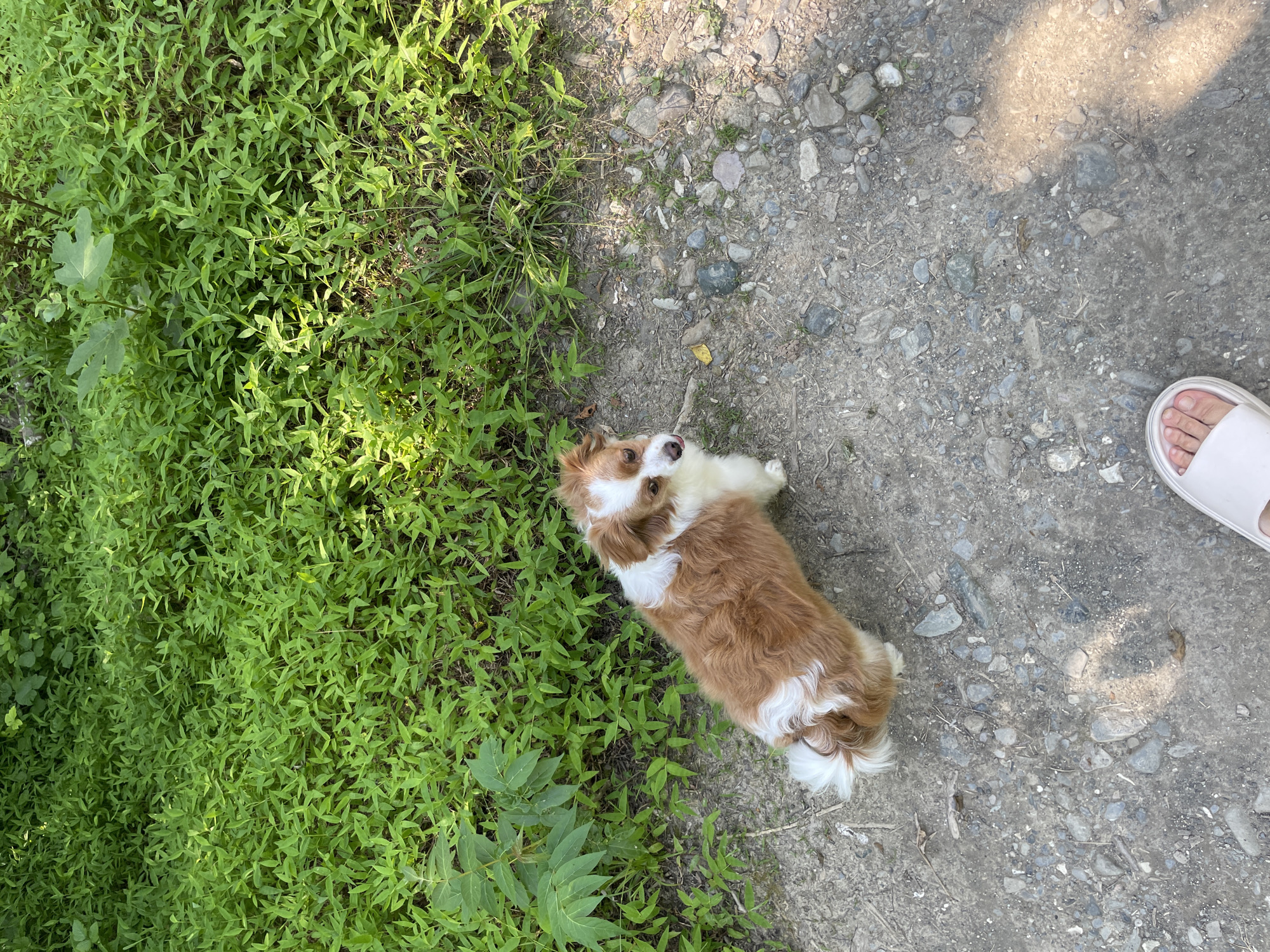 The image presents an outdoor scene featuring a small, long-haired dog on an unpaved path. The dog, predominantly reddish-brown with white markings on its chest, neck, forehead, and the tip of its curled tail, stands centrally on a greyish-brown gravel and dirt path. It is looking back over its left shoulder, directly towards the camera/viewer.
To the left and upper portion of the frame, lush, dense green vegetation borders the path, consisting of various small-leaved plants and some taller, broad-leaved plants. The ground is a mix of small stones, gravel, and packed dirt, with patches of direct sunlight and distinct shadows indicating bright daylight conditions. In the lower right corner, the partial view of a human left foot, clad in a white slip-on sandal, is visible. The scene is an outdoor, natural environment, located in Sochi, Russia.