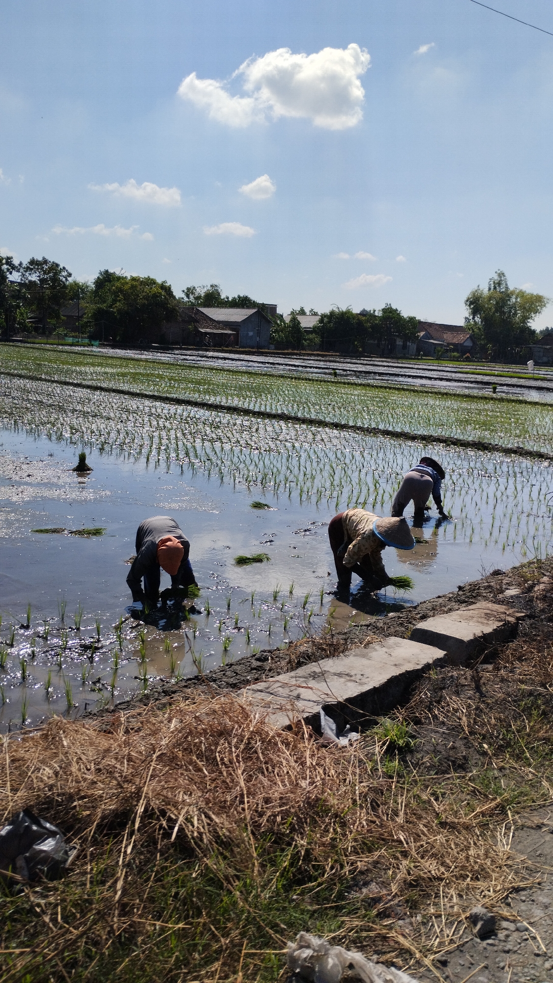 In a flooded rice paddy under a bright blue sky with scattered white clouds, three individuals are engaged in the process of planting rice seedlings. The scene is located in Ngaresrejo, Indonesia. The individuals, dressed in casual clothing and head coverings, are positioned in the water, bending over to insert young rice plants into the muddy ground. The water reflects the sky and the surrounding vegetation, creating a shimmering effect. Rows of already planted rice seedlings extend into the distance, forming a grid-like pattern across the field. In the background, a line of trees and a few houses with tiled roofs are visible, indicating a rural or semi-rural setting. The foreground of the image shows dry, matted vegetation and some discarded plastic debris on the edge of the paddy.