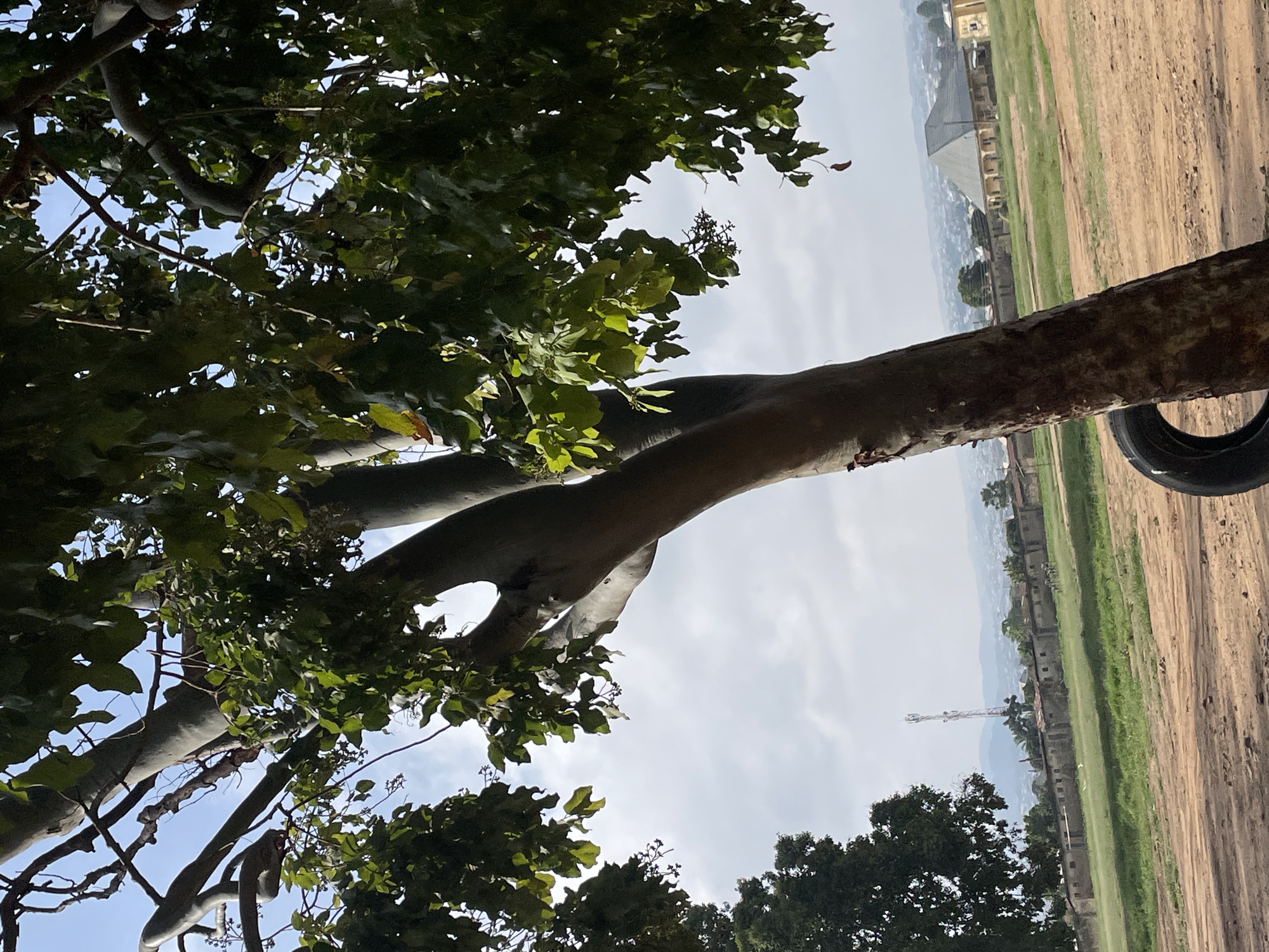 This is a ground-level, eye-level, medium shot photograph taken on a clear day in Unguwar Saya, Nigeria. The foreground is dominated by a large tree with a thick, textured trunk and branches laden with green leaves. A black tire hangs from the trunk. The middle ground features a large, flat, grassy field with patches of dirt. In the background, a line of low-rise buildings with concrete walls stretches across the horizon. A tall telecommunications tower stands to the left of the frame, and a large, light-colored building with a distinctive pyramidal roof is visible to the right. The sky above is partly cloudy. There are no people or animals visible in the image.