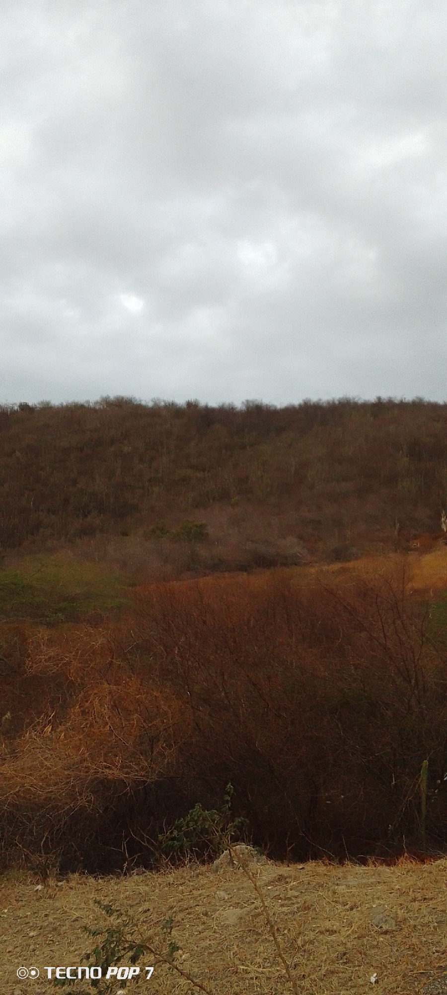 The image depicts a landscape scene in the Altagracia region of Venezuela, under an overcast sky. The foreground is characterized by dry, arid terrain with sparse vegetation consisting of brown, tangled shrubs and grasses. A small patch of green foliage is visible in the lower center of the frame. The midground presents a gradual slope covered with dense, dry vegetation, appearing as a brown, bushy hillside. The horizon line is demarcated by the crest of the hill, with a backdrop of gray, cloudy sky occupying the upper half of the image. In the lower left corner, the "TECNO POP 7" watermark is visible, indicating the device used to capture the image. There are no people visible in the scene, the primary subjects being the landscape and vegetation.