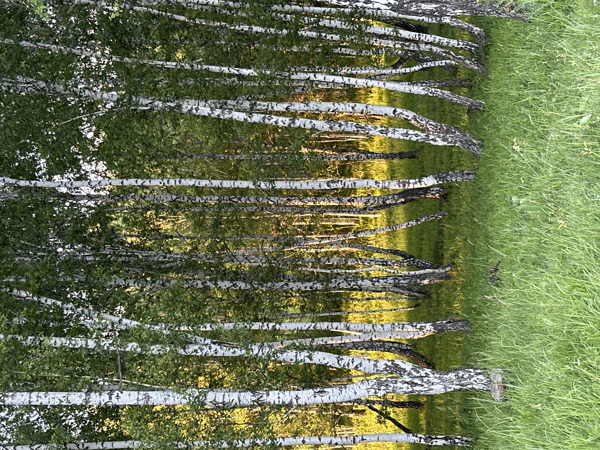 This is a photograph of a birch forest. The trees are tall and slender with white bark that is marked with black horizontal lines. The leaves are a vibrant green, and the sunlight filters through them, creating a dappled effect on the forest floor. The ground is covered in lush green grass, which is tall and slightly overgrown in places. The overall impression is one of a serene and natural landscape. The image appears to be taken during the daytime, with the sun casting long shadows. The scene is devoid of any human presence or man-made structures.