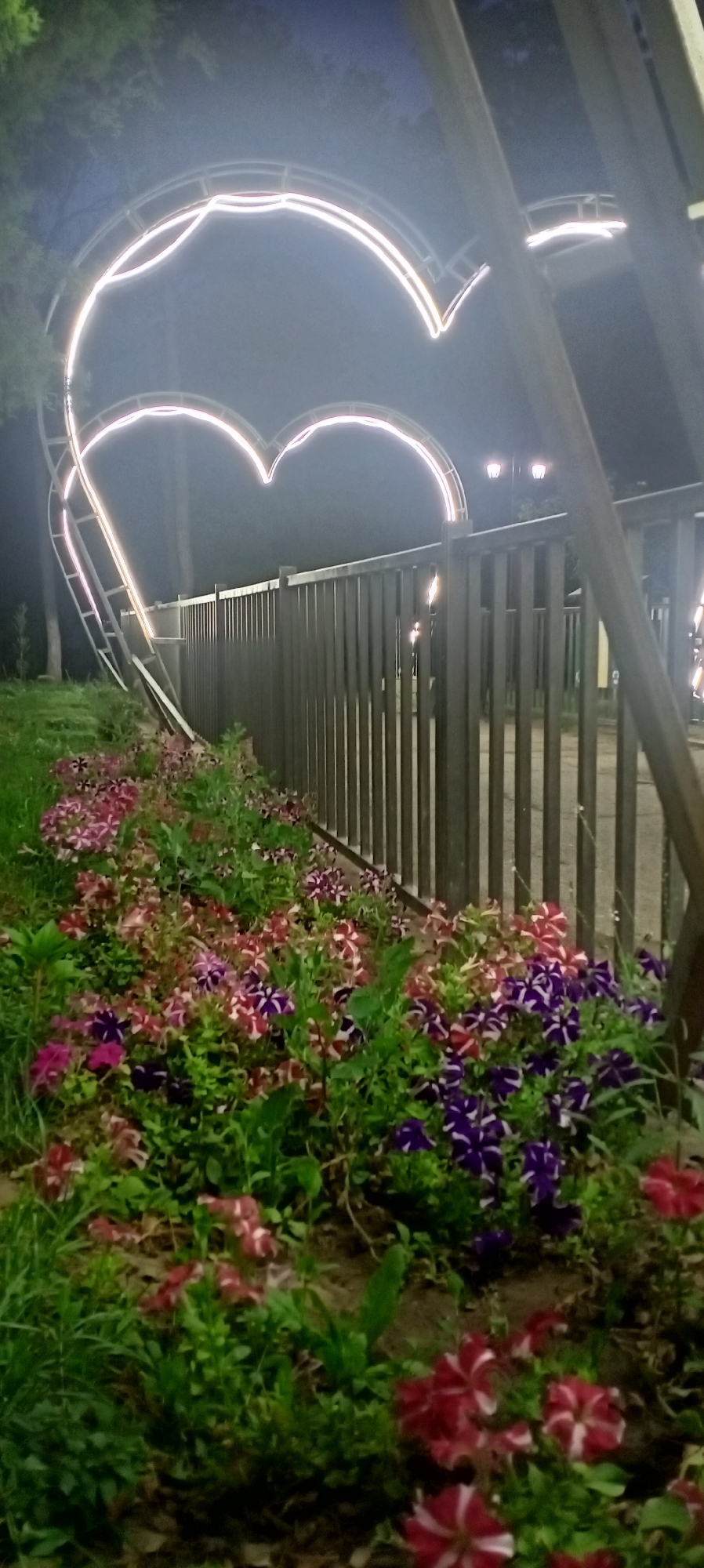A night-time scene in Sokuluk, Kyrgyzstan, features a large, illuminated heart-shaped structure as the main subject. The structure, outlined with white lights, appears to be made of metal. In front of the heart, a dark metal fence runs horizontally, with a pathway visible behind it. The foreground is adorned with a dense bed of colorful flowers, predominantly in shades of pink, purple, and white, with some darker red blooms. Green grass and foliage surround the flowerbed. The background is dark, with trees visible on the left and faint lights of street lamps in the distance behind the fence. The overall impression is that of a decorative element in a park or public space, likely designed for evening viewing.