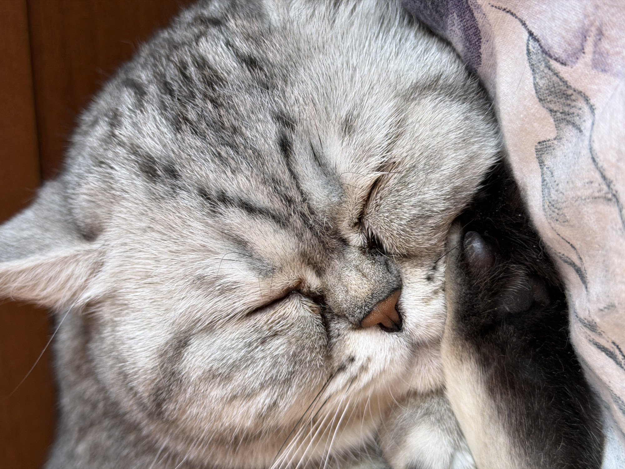 A close-up, high-angle shot captures a domestic cat asleep, situated in the city of Chaikovsky, Russia. The cat exhibits silver tabby fur, characterized by dense grey and white coloration with distinct darker grey stripes and spots across its head and body. Its eyes are closed, and a pinkish-brown nose is visible at the center of its face, accompanied by numerous long, white whiskers. One paw, predominantly dark brown to black with a gradient to lighter fur, is curled beneath the cat's head, partially obscuring its lower face. Dark, rounded paw pads are visible on the underside of this paw. The cat rests on a light-colored fabric surface, likely a blanket or bedding, which displays faint grey or purple abstract patterns. An out-of-focus, warm brown background is visible in the upper right portion of the image, consistent with an indoor environment.