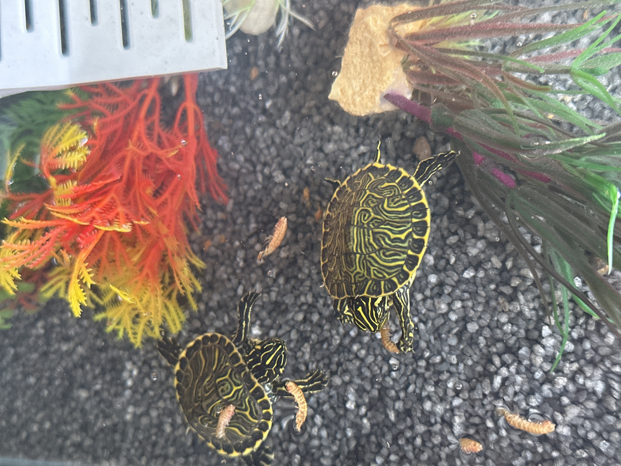The image shows a close-up view of an aquarium. There are two young turtles with yellow and black striped patterns on their shells and skin. They are swimming amongst dark gray gravel substrate. Several small, segmented, orange-brown food items, possibly worms or insect larvae, are visible in the water and being eaten by the turtles. There are also artificial aquarium decorations, including red and yellow plastic plants in the upper portion of the image and green and purple plants in the lower right corner. A white filter or heater unit is partially visible on the right side of the image. The scene appears to be a domestic aquarium setup. There is no information within the image to indicate the location of Bobov Dol, Bulgaria.