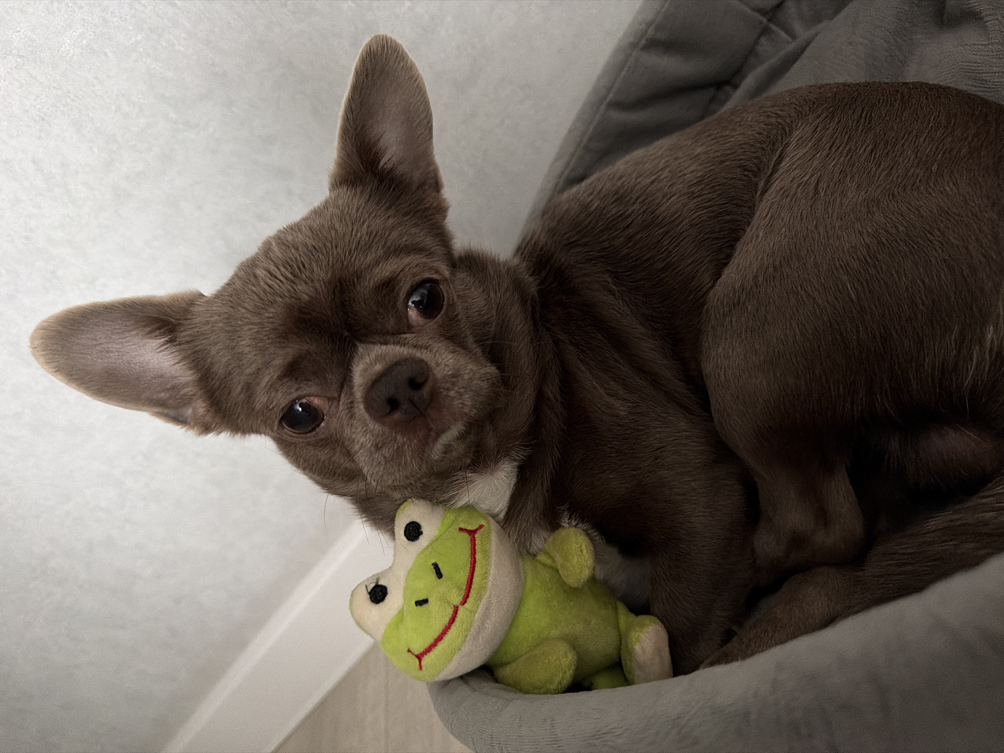 A brown chihuahua lies in a gray dog bed, holding a plush green frog toy. The scene appears to be indoors, potentially within a residence. The location in Votkinsk, Russia, is not discernible from the image.