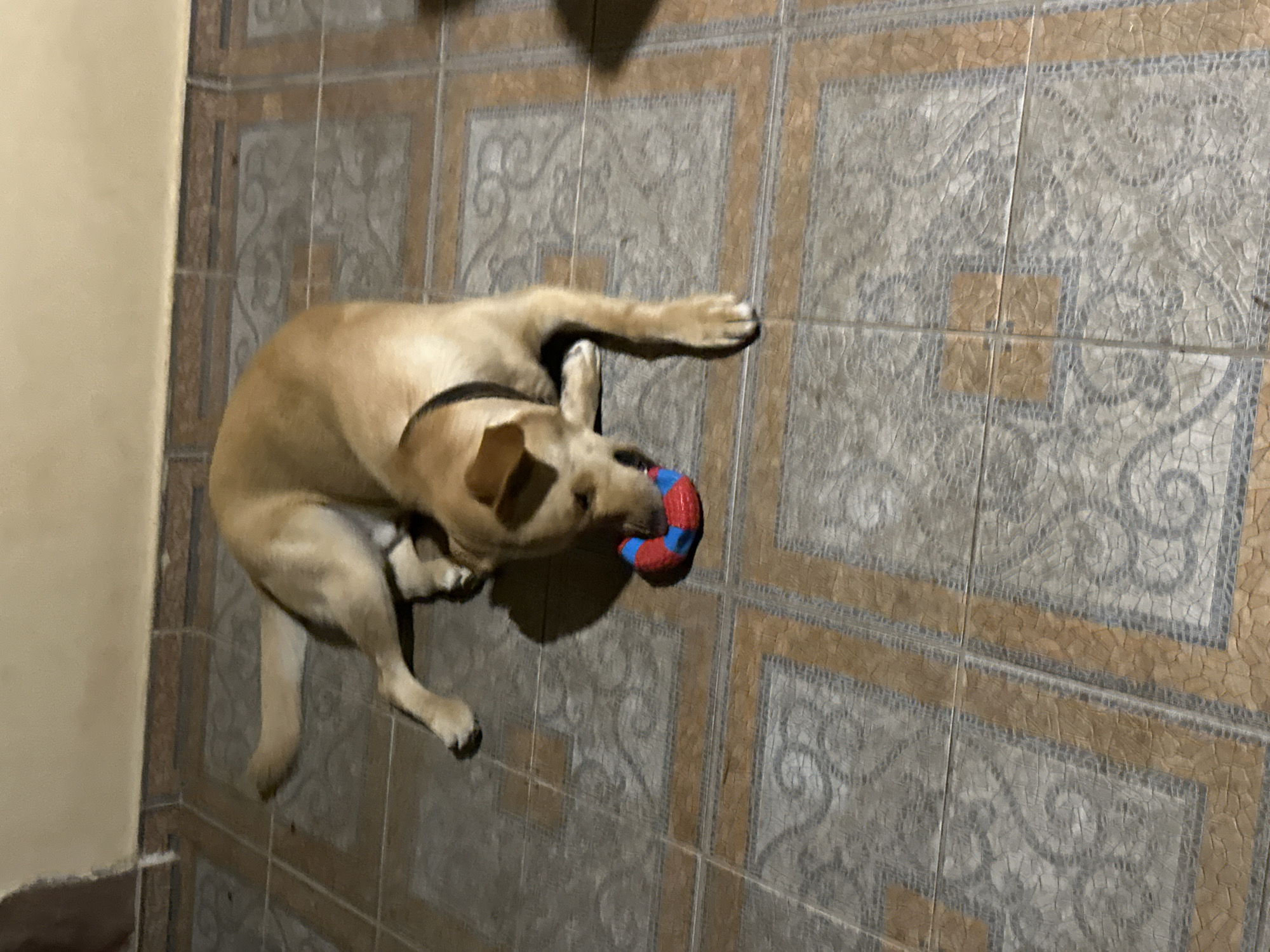An indoor scene depicts a light brown dog lying on a tiled floor, facing its toy. The dog is wearing a black collar. The toy is a red and blue ring-shaped object. The floor is tiled with a pattern of light brown and grey tiles. The wall above the floor is a light tan color. The image was taken in Sochi, Russia.