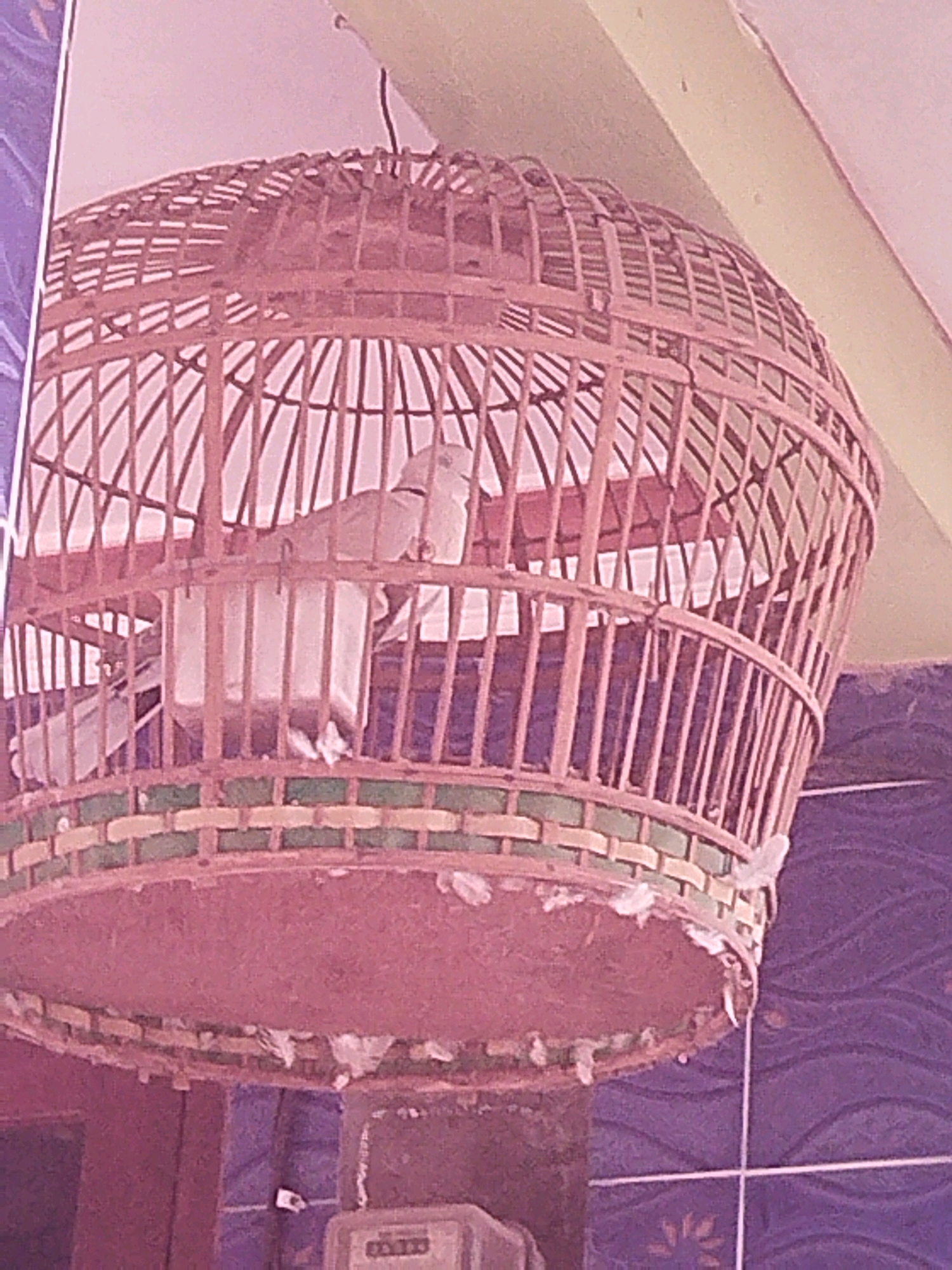 The image shows a white dove inside a woven birdcage. The birdcage is round and made of thin bamboo. It has a flat, reddish-brown base and a curved top. The birdcage is hanging from an unseen object. In the background, there is a light-colored wall and a purple tiled wall. The lighting suggests it is daytime. The image is of poor quality with low resolution and color distortion. There are no people or interactions visible in the image. The scene appears to be indoors or in a covered outdoor area, with the purple tiles suggesting a bathroom or kitchen environment. The exact location in Cagakagung, Indonesia, cannot be determined from the image alone, as there are no landmarks or specific contextual clues.