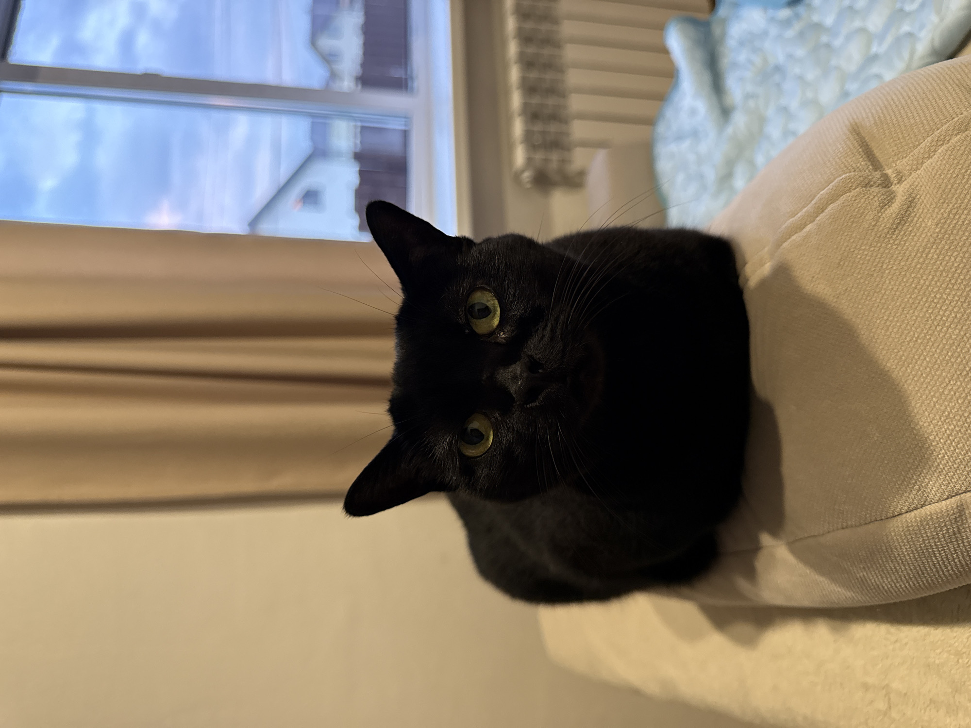 A black cat is pictured sitting on a beige sofa, facing forward and looking directly at the camera. The cat has bright yellow-green eyes and appears to be an adult. Behind the cat, a window reveals a cloudy sky and the rooftops of houses, suggesting an outdoor scene. To the right of the window, a white radiator is visible. The overall setting suggests an indoor environment, likely a residential room. The location is identified as Osorgino, Russia.