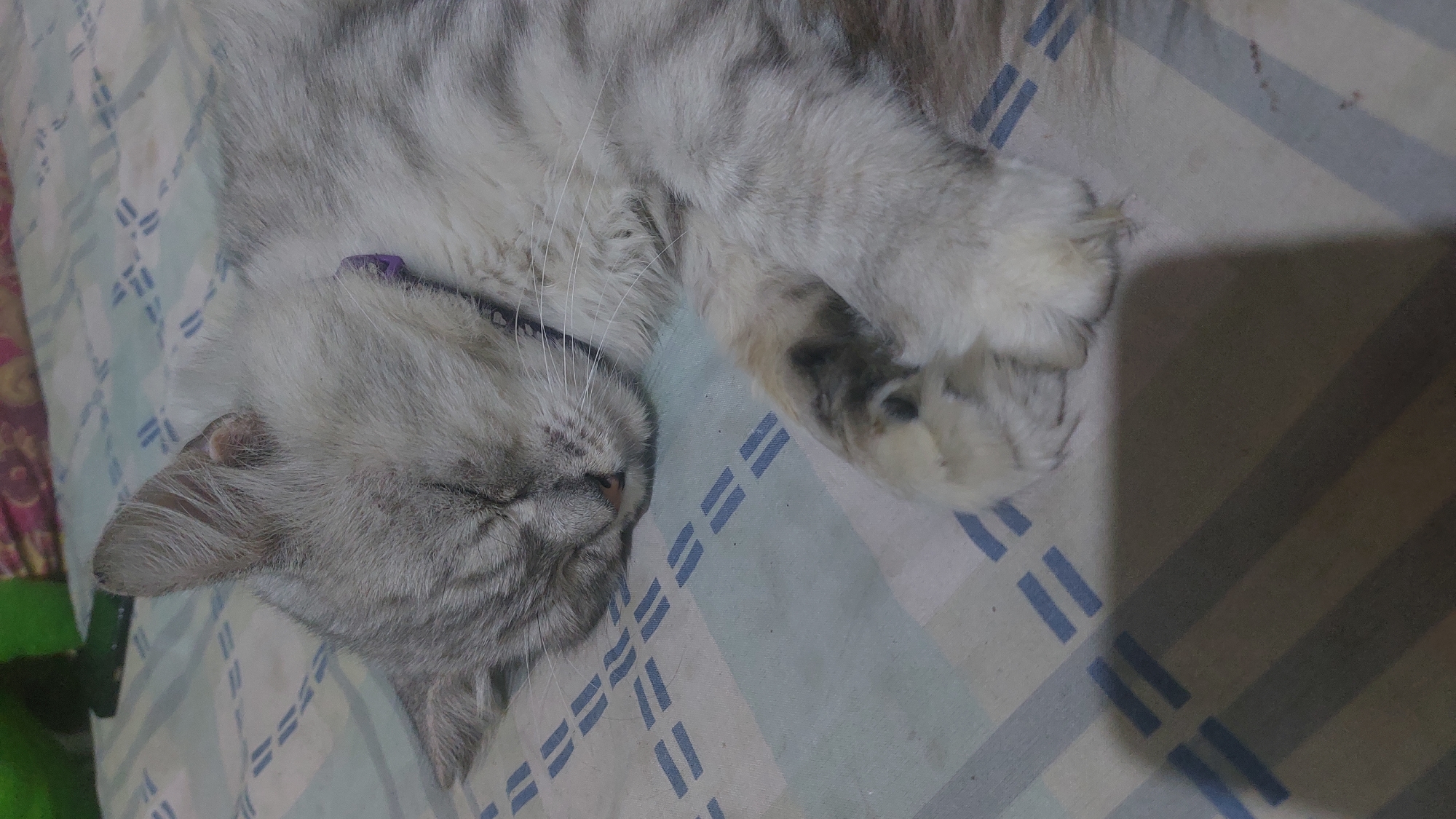 An adult, long-haired cat with silver and grey tabby markings is sleeping peacefully on a checkered bedspread. The cat is wearing a purple collar. The bedspread has a pattern of alternating light blue and beige squares, with thin, dark blue lines forming a grid. In the background, a blurred green object and a floral patterned blanket are visible. The image was taken in Jatirogo, Indonesia.