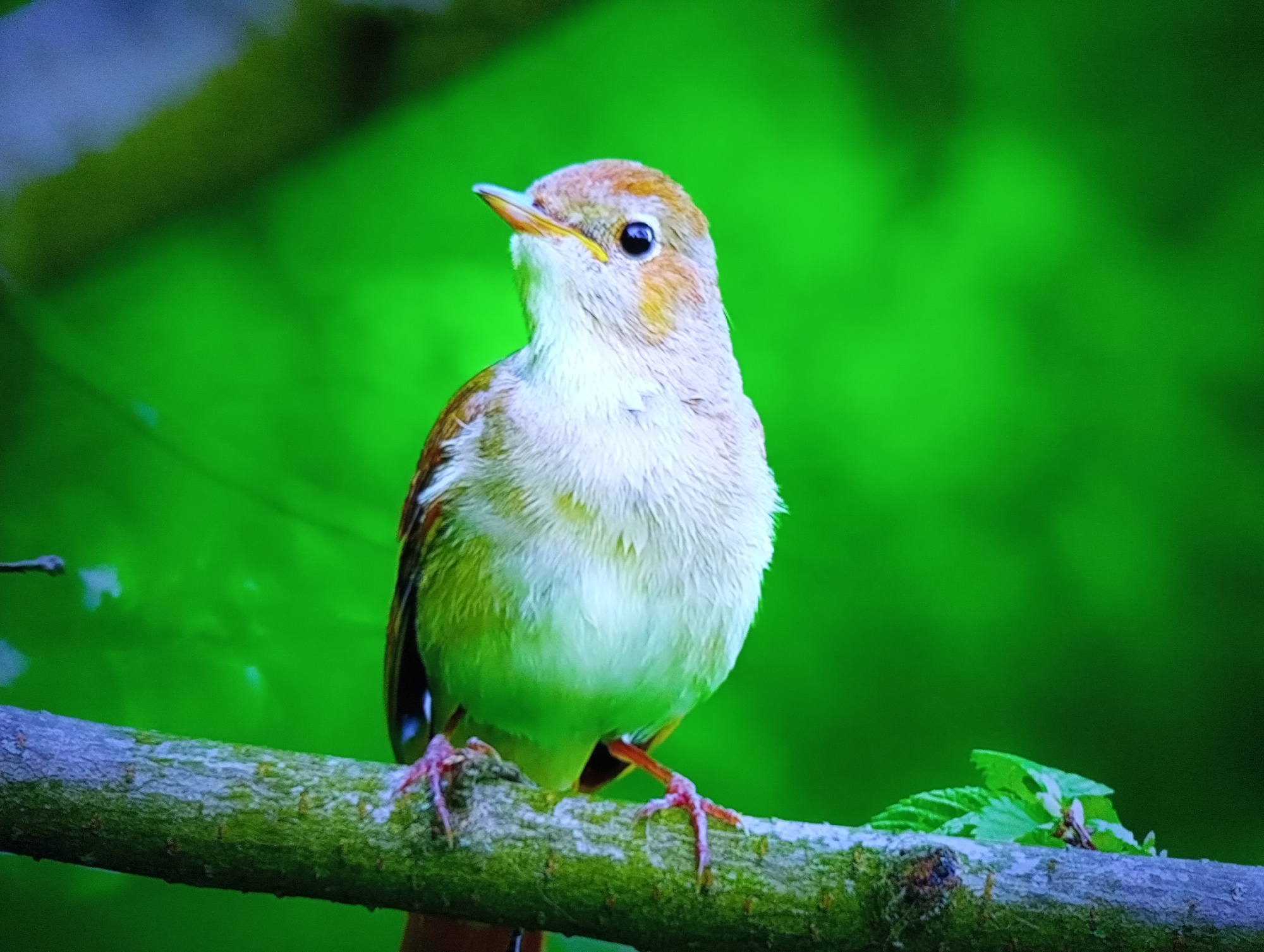 A small bird with light brown and white feathers is perched on a mossy branch. The bird's head is tilted slightly upwards, and its beak is pointed. Its eyes are dark and round, and there is a hint of yellow around its beak. The bird's body is fluffy, with darker brown feathers on its wings and back. Its legs and feet are pinkish and visible gripping the branch. The background is a vibrant, out-of-focus green, suggesting a lush, leafy environment, possibly a forest or garden. The lighting appears to be natural, likely daytime, casting a soft glow on the bird. The overall impression is one of a peaceful moment in nature, capturing the bird in a serene pose amidst the greenery. There is no visible text in the image.