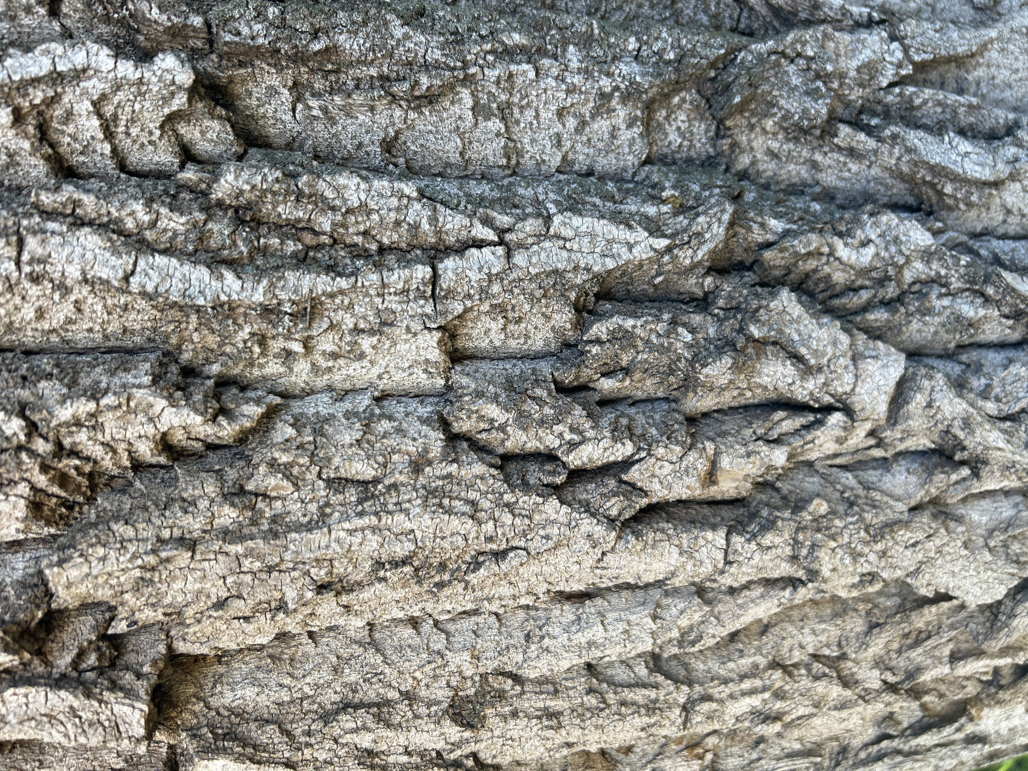 The image is a close-up, full-frame shot of the textured bark of a tree. The bark is gray and rough, with deep crevices and ridges that create a pattern of light and shadow. There are no people, animals, or specific landmarks visible in the image. The environment appears to be outdoors, as suggested by the natural texture of the tree bark. The image is devoid of any specific indicators that would allow for pinpointing its location within the city of Orenburg, Russia.