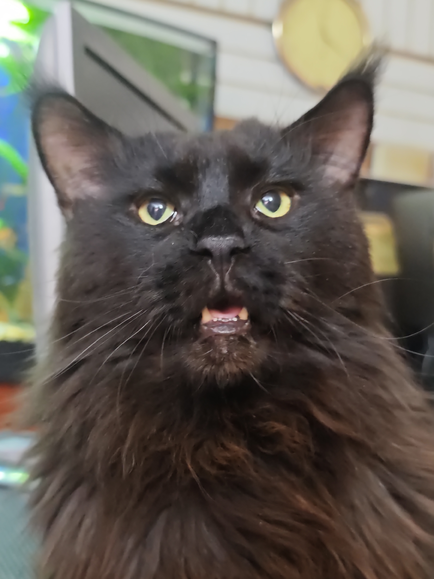 The image is a close-up, portrait-style photograph of a black cat with yellow-green eyes. The cat's mouth is slightly open, revealing some of its teeth and tongue. The cat has long, dark fur, particularly around its face and chest. The background is blurred and appears to be an indoor setting with some objects that are difficult to discern clearly. There is no information present in the image to indicate the location in Abakan, Russia.
