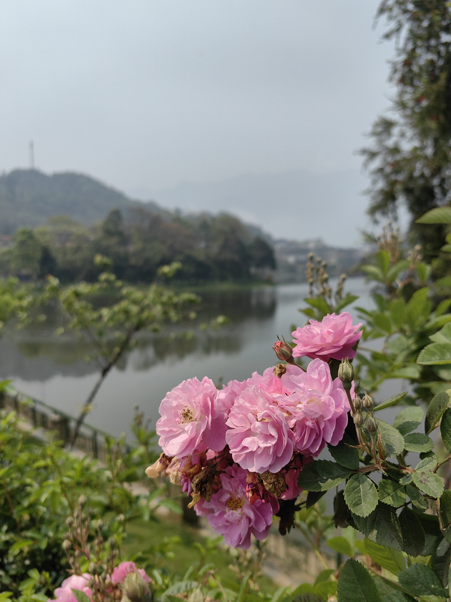 The scene depicts a cluster of pink roses in sharp focus, positioned in the right foreground. Several fully open blooms with multiple petals and yellow centers are visible, alongside smaller buds and some desiccated or browned petals. Green foliage with visible veins supports the roses. In the blurred midground, a calm body of water, identifiable as Sa Pa Lake in Sa Pa, Vietnam, extends horizontally across the frame, reflecting the sky and distant terrain. A dark, thin structure, possibly a railing, is partially visible along the near edge of the lake. The background consists of hazy green hills and mountains, with a distinct, slender dark transmission or communication tower standing vertically on the peak of a distant hill. The sky is a uniform, light grey, suggesting an overcast or hazy atmospheric condition. The overall perspective is an outdoor, daytime shot, looking out over the lake and surrounding landscape.