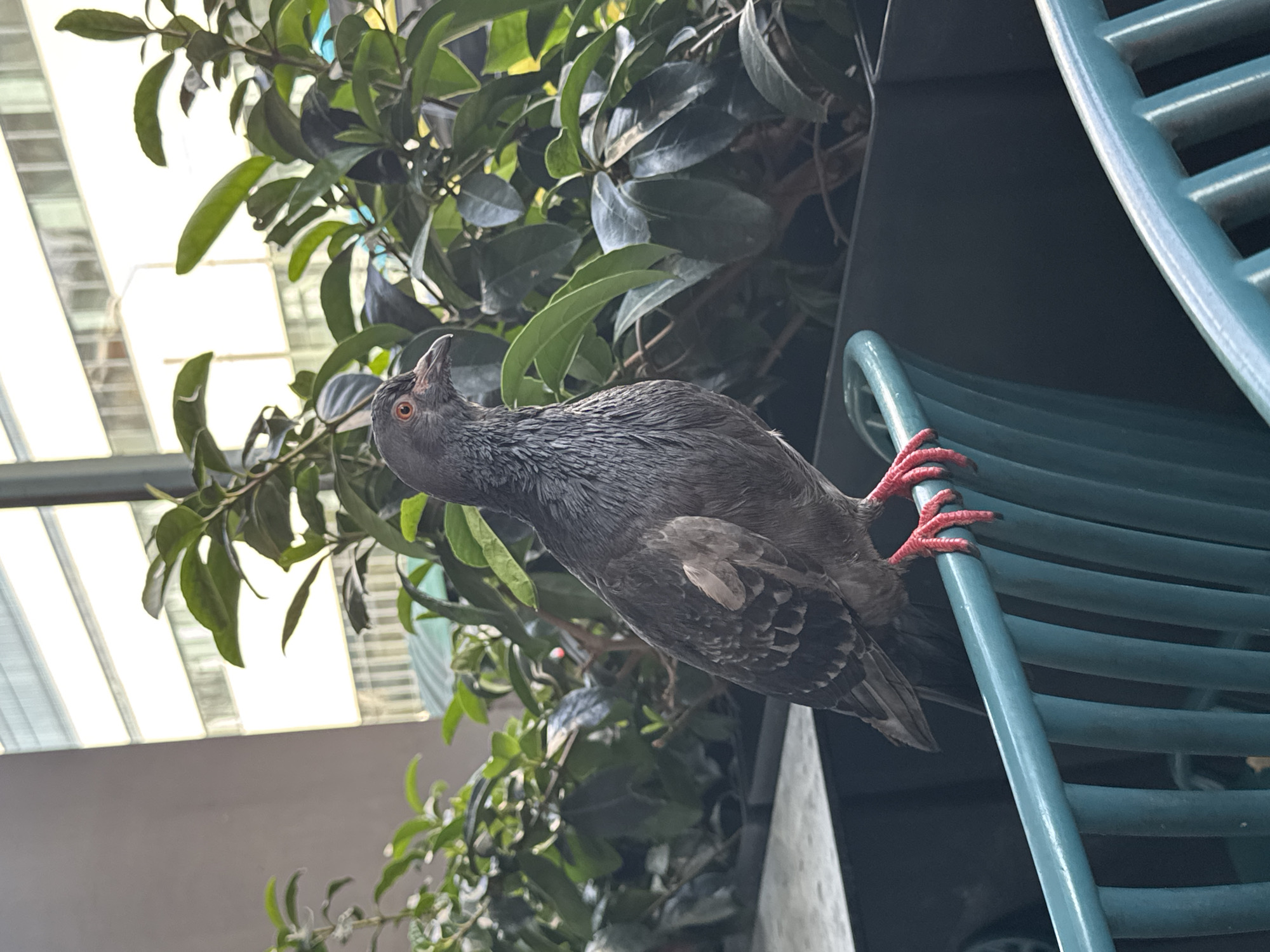 A pigeon stands on a teal-colored metal chair, facing right. Its feathers are primarily gray with hints of iridescence, and its legs and feet are bright red. The pigeon's eye is orange. Behind the pigeon, there are lush green plants in dark planters. In the background, a modern building with horizontal window bands is visible through a large window or opening. The scene appears to be in an outdoor urban setting, possibly a cafe or public seating area, but its specific location in Athens, Greece, cannot be determined from the image. There are no people visible in the frame.