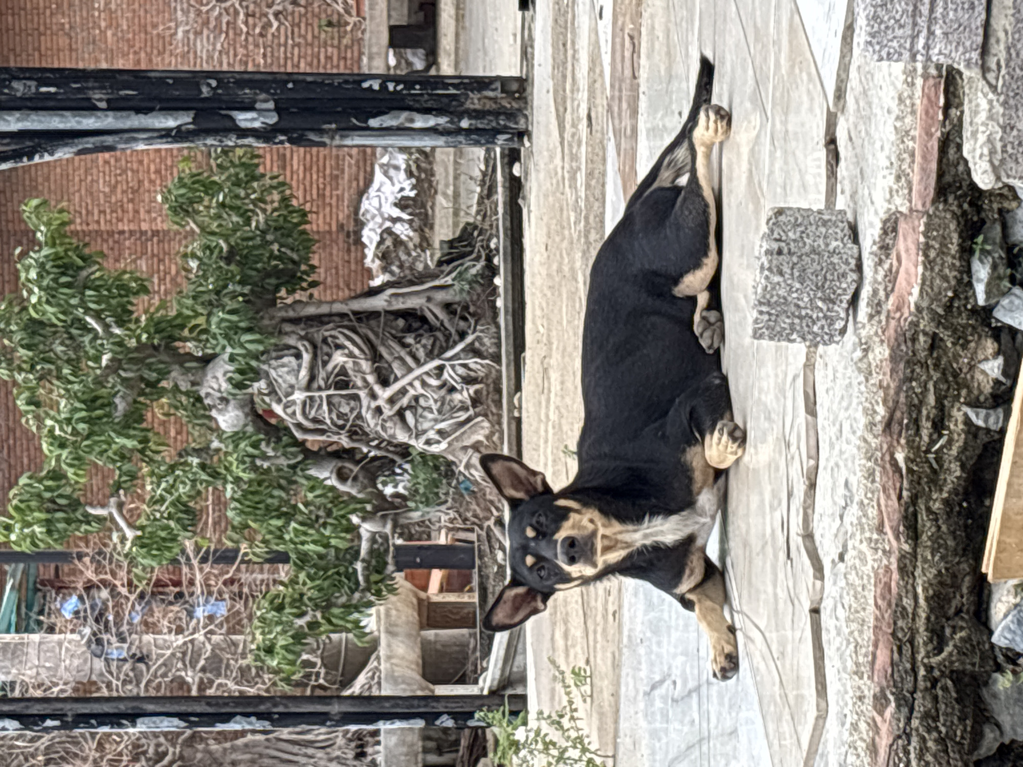 A black and tan dog lies relaxed on a tiled surface in what appears to be an outdoor courtyard in Nha Trang, Vietnam. The dog, facing the camera, has alert ears and its body is stretched out. Behind the dog, a distinctive bonsai tree with gnarled roots is prominent, set against a background of a red brick wall and architectural elements including metal poles and what looks like scaffolding. The ground is paved with large, light-colored tiles, with some rougher textured material and loose stones visible in the foreground, suggesting a slightly unkempt, possibly public or communal space.