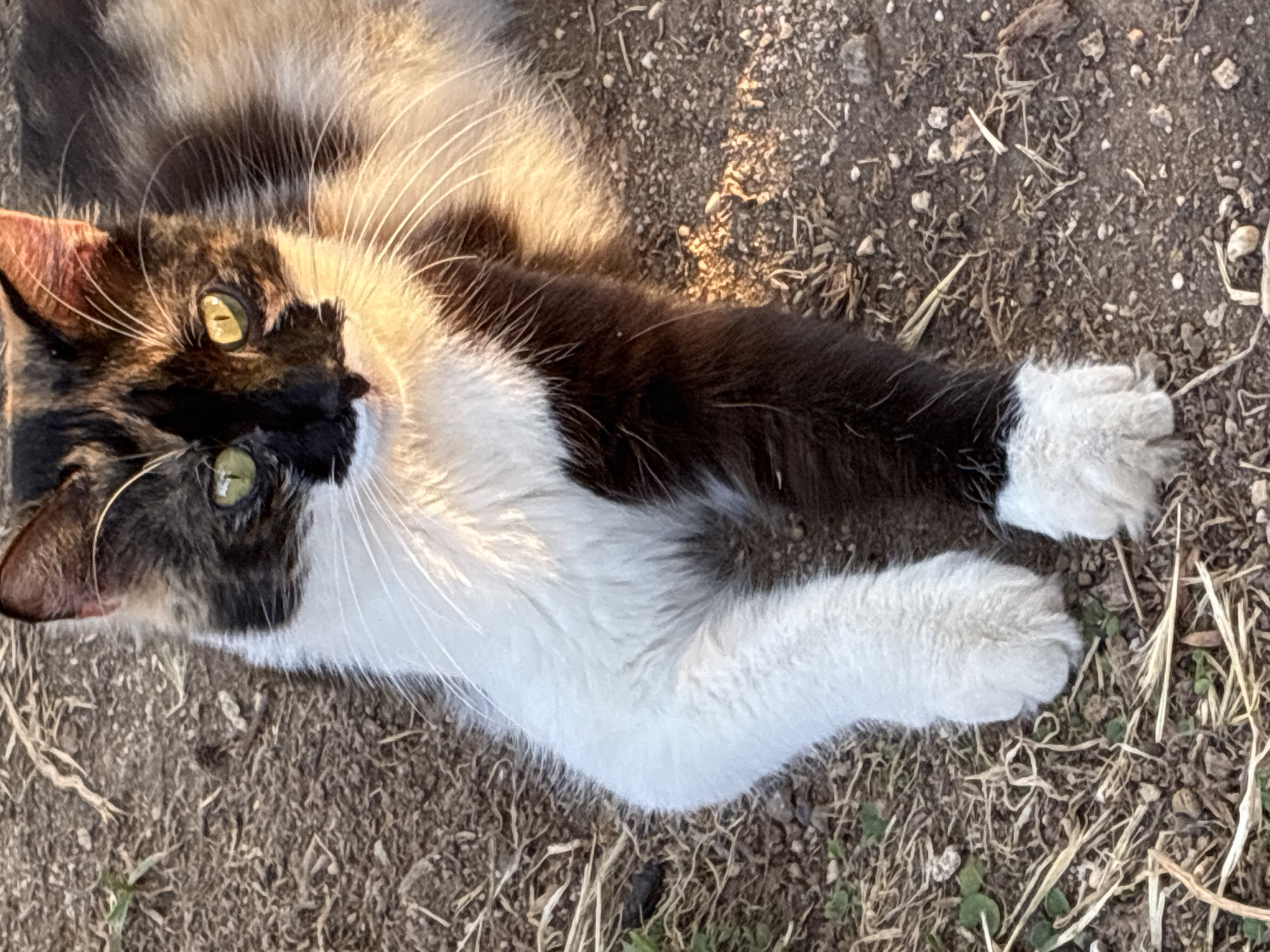 A calico cat is lying on dry, patchy ground with sparse vegetation. The cat has green eyes and a white chest and front paws, with black and tan fur on its head and back. The lighting suggests it is late afternoon or early morning. The image does not contain any identifiable landmarks or features that would indicate a specific location within Alanya, Turkey.