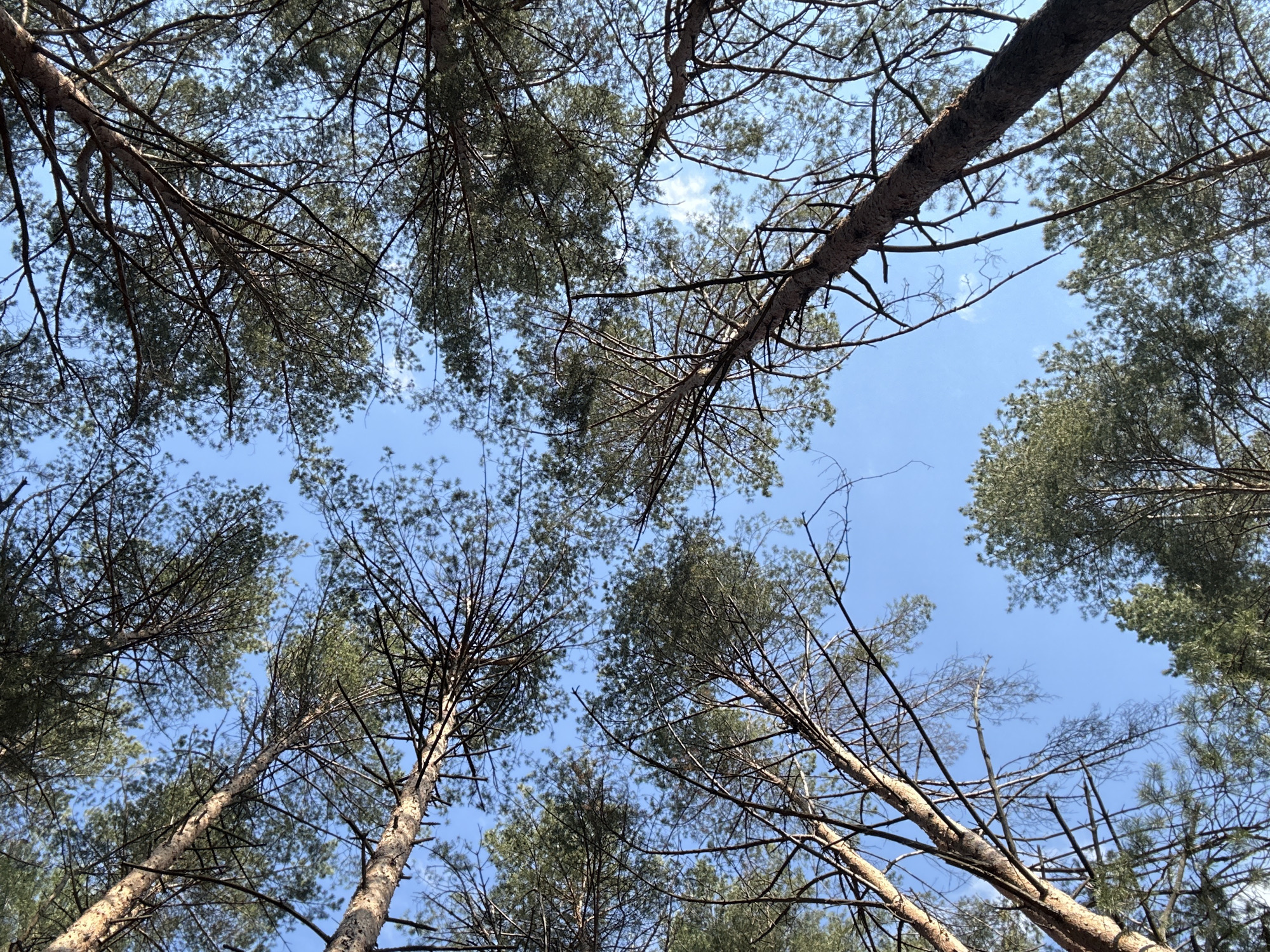 The image is taken from a low angle, looking up at a forest canopy against a clear blue sky with a few scattered clouds. Several tall trees with dense, green foliage frame the sky. The trees appear to be conifers, judging by the needles and branching pattern. The trunks are light brown. The location is likely a wooded area in or near Chaikovsky, Russia. There are no people, specific subjects, objects, actions, or interactions visible in the image, other than the trees and sky.