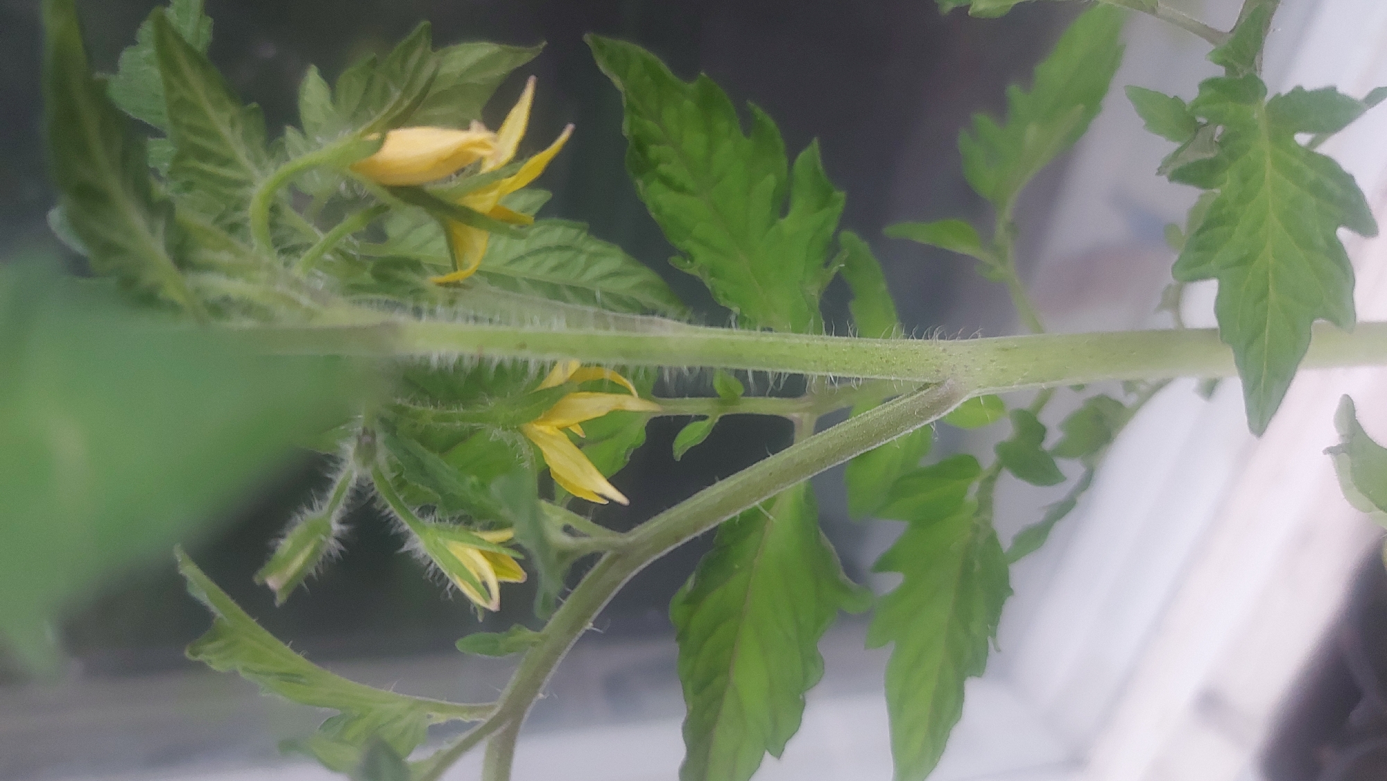The image shows a close-up of a tomato plant seedling with several small yellow flowers and developing leaves. The plant has a green, fuzzy stem. The background is out of focus, with some hints of light and shadow, suggesting an indoor setting or a shaded outdoor area. There is no discernible location within the city of Tallinn, Estonia, as the image focuses solely on the plant. There are no people, actions, or interactions depicted in the scene.