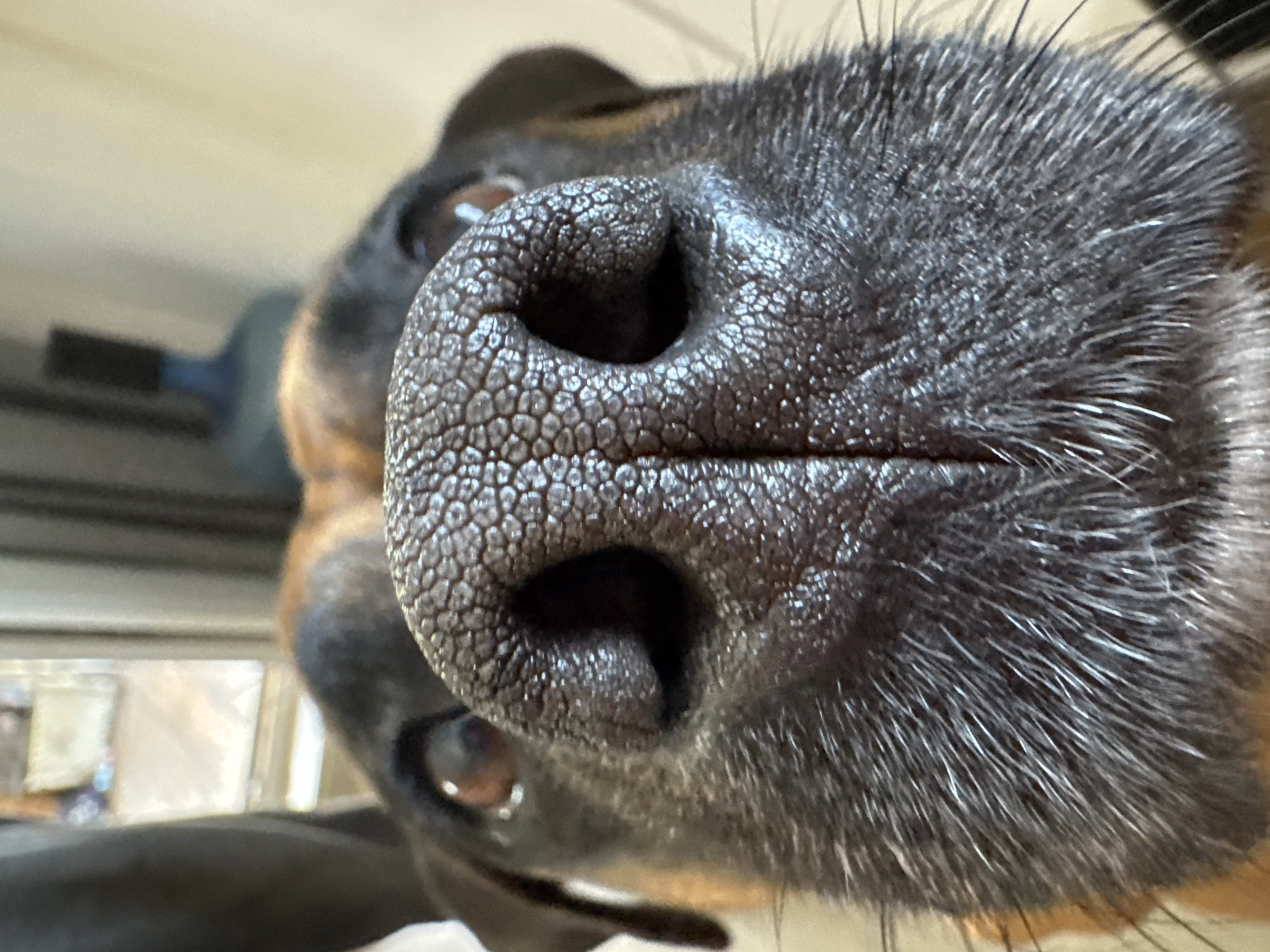A close-up, low-angle shot focuses on a dog's nose and snout. The dog's dark, textured nose is prominent, with two visible nostrils. Surrounding the nose are coarse, light-colored whiskers and darker fur. The dog's brown eyes are visible in the background, looking slightly upwards. The environment appears to be indoors, with blurred elements of a room visible, including what looks like a light-colored wall and some indistinct objects. No specific location in Chaikovsky, Russia is identifiable from the image.