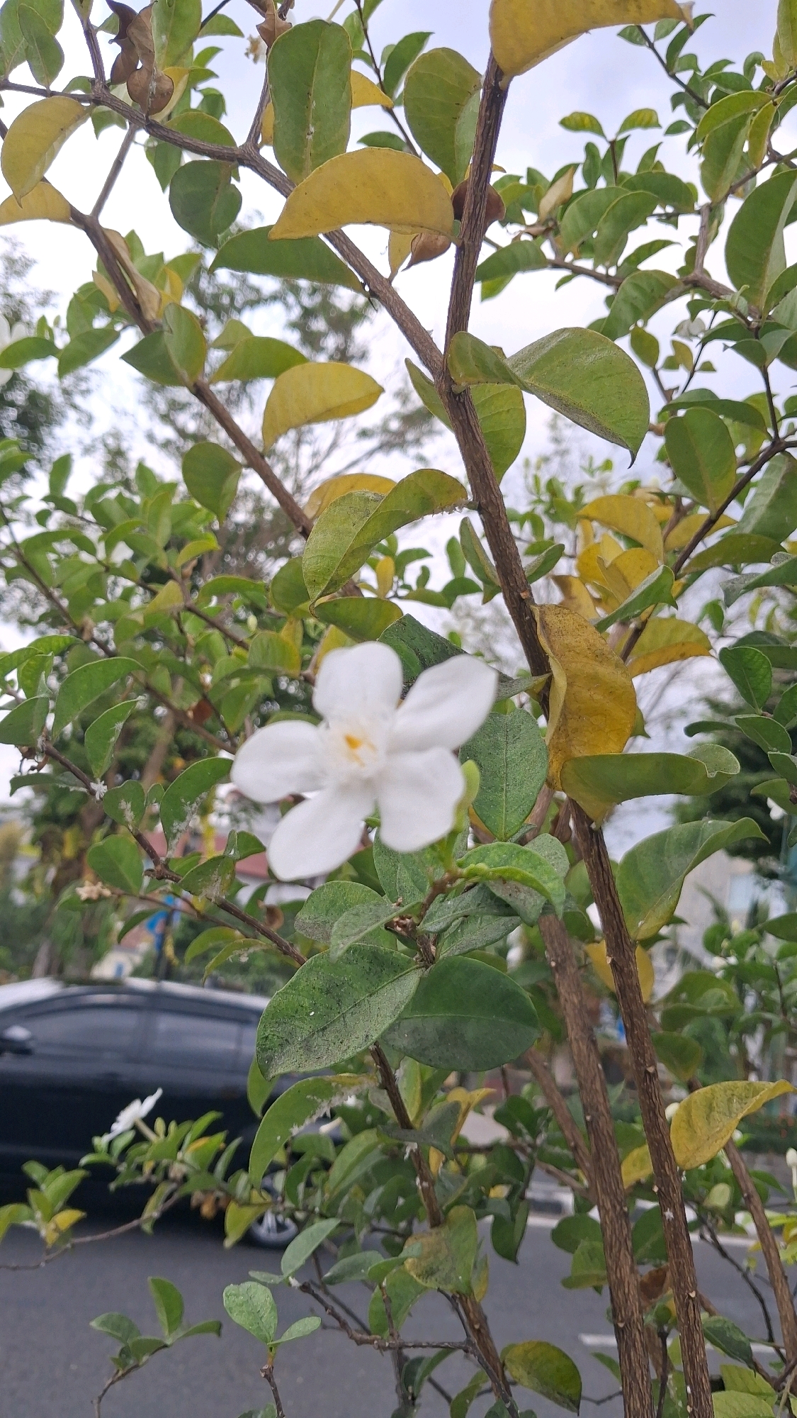 A close-up shot of a white flower with yellow stamens, set against a backdrop of green and yellow leaves and tree branches. The flower is in focus, while the surrounding foliage and background are softly blurred. In the lower left corner, a dark-colored vehicle is partially visible on a paved surface, suggesting an outdoor setting within a city. The sky is overcast, indicating a cloudy day. The scene is located in Yogyakarta, Indonesia.