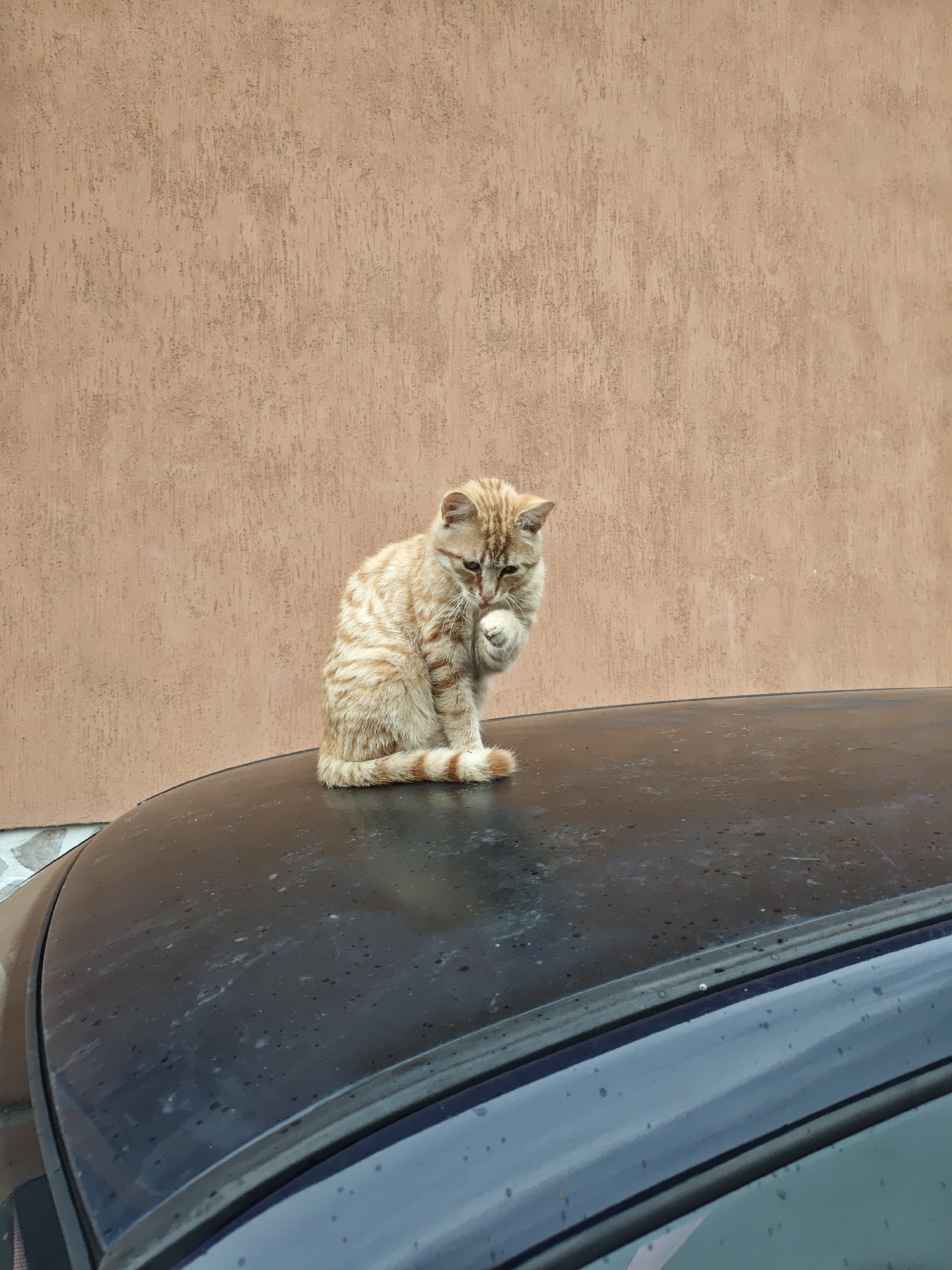 An orange and white tabby cat is the central subject of this outdoor, eye-level shot. The cat is sitting upright on the dark-colored roof of a car, facing slightly to its left. Its fur is a mix of light orange and cream, with distinct darker orange stripes, particularly visible on its tail and legs. The cat's right front paw is raised to its face, suggesting it is in the process of grooming or rubbing its muzzle, with its eyes cast downwards.
The car roof, appearing black or dark blue, is visibly wet, covered in numerous small water droplets of varying sizes, indicating recent rain or heavy dew. A portion of the car's rear window or windshield is visible in the lower right, also dotted with water.
In the background, a textured wall of a uniform light brown or tan color rises vertically, filling the upper half of the frame. The wall has a rough, uneven finish, possibly stucco or a similar render. A small section of a lower wall or foundation with visible stone or masonry work can be seen at the bottom left, behind the car.
The lighting suggests natural daylight, possibly under overcast conditions. The scene captures a quiet moment of feline self-care in an outdoor setting. No visible text is present in the image.