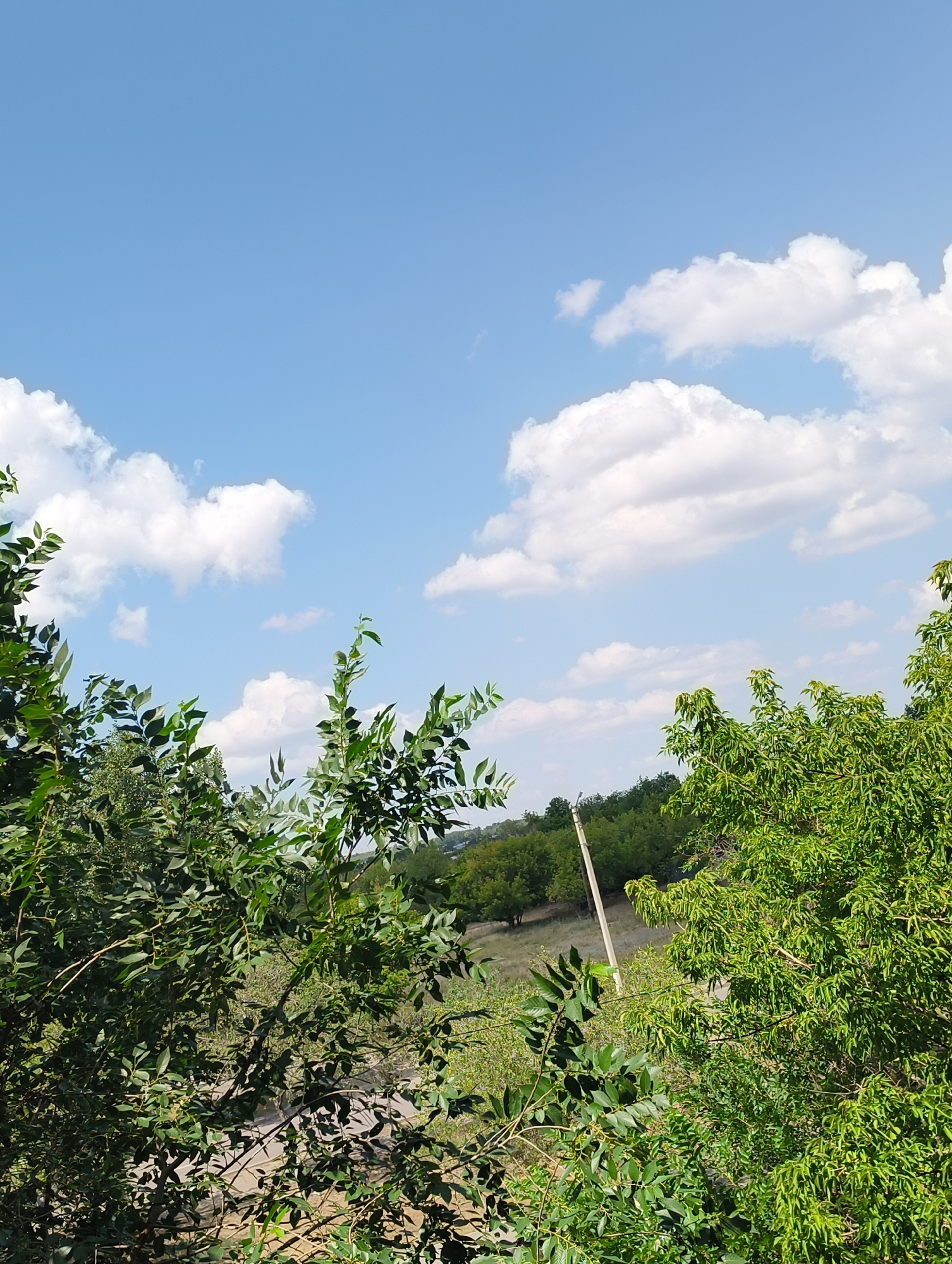 The image shows a clear blue sky with scattered white clouds above a verdant landscape. Lush green trees and foliage dominate the foreground, with branches and leaves obscuring parts of the scene. In the middle ground, a gently sloping hill is covered with vegetation and some scattered trees. A single, light-colored utility pole stands vertically in the middle ground, leaning slightly to the right. The background consists of more trees and greenery, suggesting a natural or semi-rural environment. The overall impression is of a bright, sunny day in a peaceful, outdoor setting.