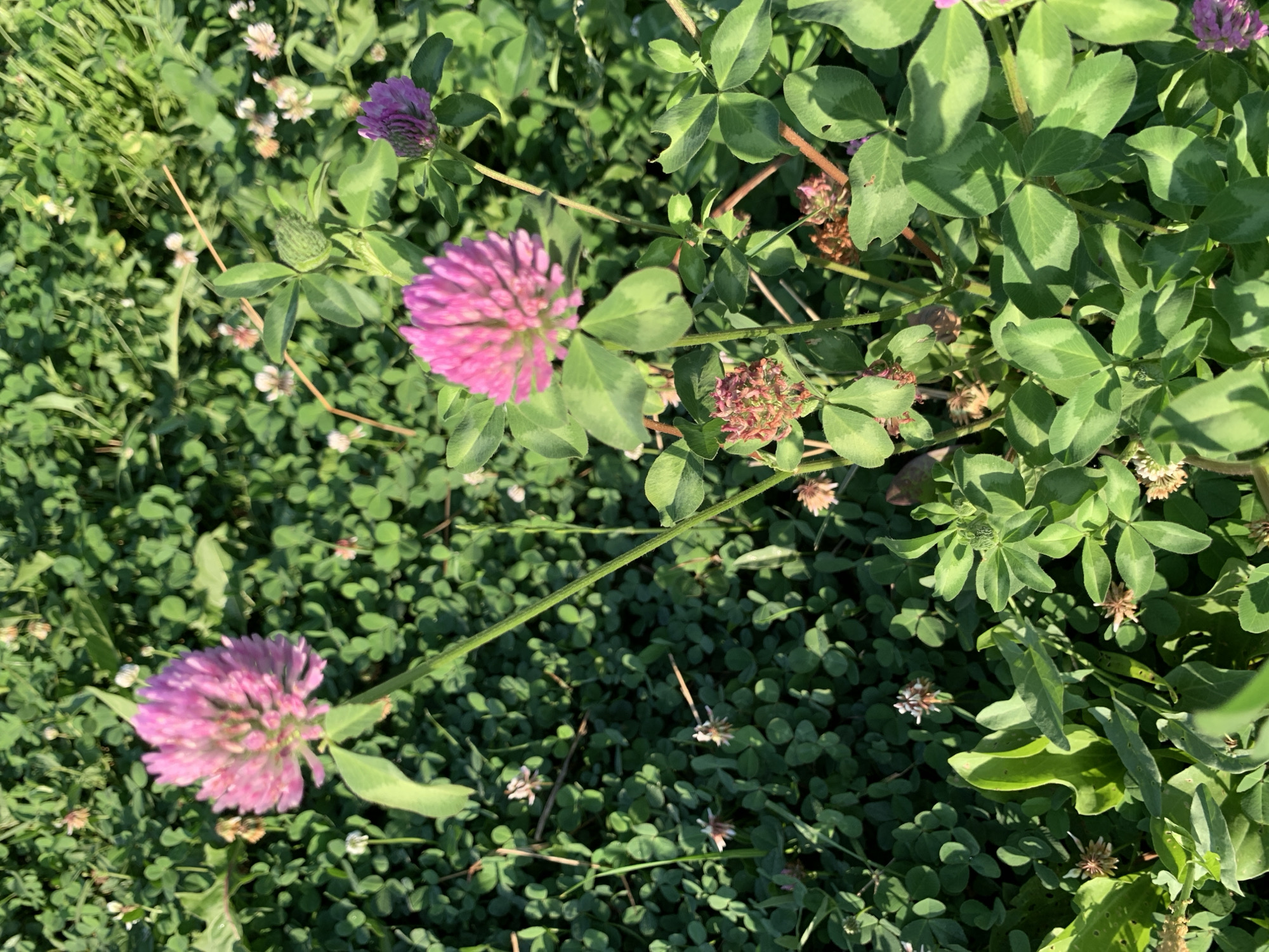 This is a close-up, eye-level, medium shot of a patch of red clover (Trifolium pratense) in Komsomolskoe, Kyrgyzstan. The clover is growing in a dense field with other green vegetation and some scattered white clover blossoms. The focus is on three prominent pinkish-purple clover flower heads, with one in the upper left quadrant and two closer to the center of the frame. The clover leaves are trifoliate and have visible green veins. The lighting suggests it is daytime, with sunlight casting shadows on the leaves. There are no people or animals visible in the image. The scene depicts a natural, outdoor environment.