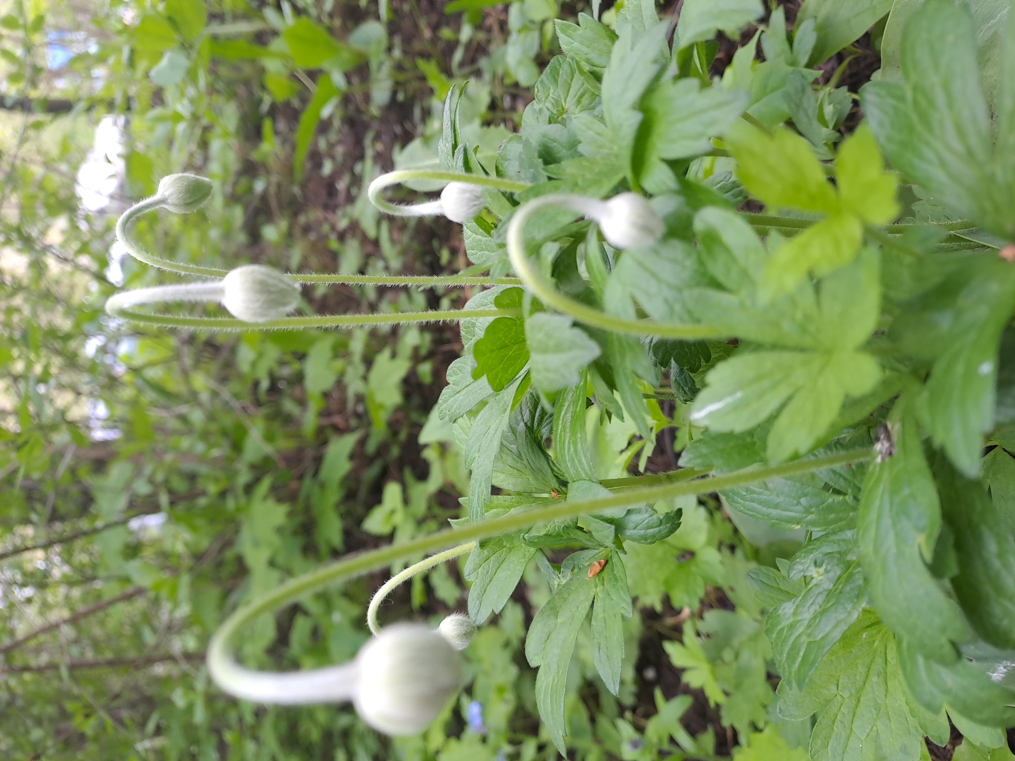 The image features a close-up view of several white flower buds with curved, hairy stems emerging from a patch of green foliage. The leaves are lobed and have a slightly glossy texture. In the background, there's a blurred view of more greenery, including what appear to be branches and other plants. The location, Elektrostal, Russia, cannot be confirmed from the image alone.