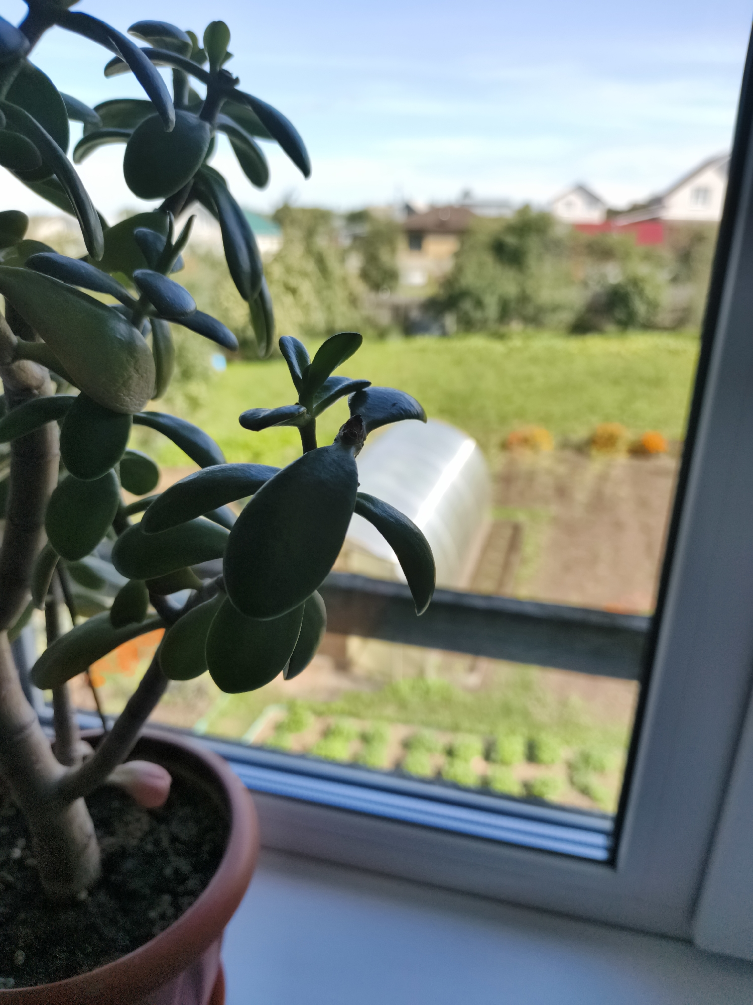 A close-up, eye-level shot shows a jade plant on a windowsill, with a blurred background of a garden and houses. The jade plant, in a brown pot, has thick, fleshy, dark green leaves. Sunlight illuminates the plant from the right. The background reveals a greenhouse, a garden plot with some plants, and residential buildings with red and white roofs. The sky is clear and blue.