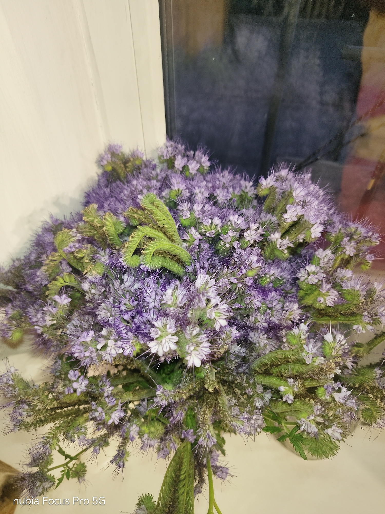 A close-up, eye-level shot captures a bouquet of delicate purple and white flowers with feathery green foliage. The flowers are clustered together, creating a dense and textured arrangement. The background is out of focus, but appears to be a window with a reflection of what might be a dark interior space. The lower left corner of the image features a watermark that reads "nubia Focus Pro 5G." The lighting is soft, suggesting it might be indoors or during overcast conditions. The scene does not provide any specific visual cues to determine its location within the city of Dnipro, Ukraine.