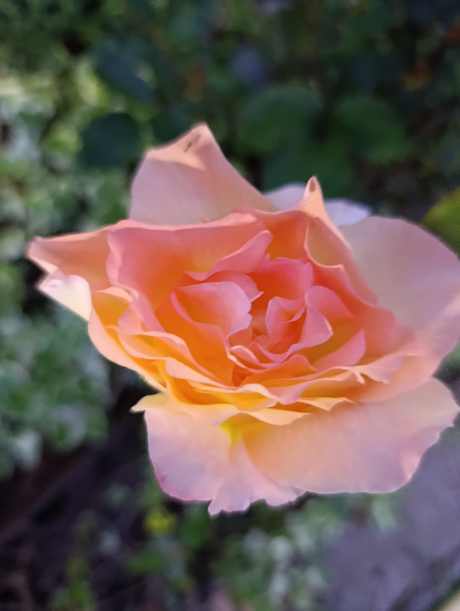 A close-up, upward angled, slightly blurred, outdoor photograph of a single, fully bloomed rose. The rose has delicate, layered petals that transition from a pale pink at the edges to a vibrant peachy-orange and yellow towards the center. The background is out of focus, showing dark green foliage and some lighter, indistinct vegetation. The lighting appears to be natural, casting a soft glow on the flower. There are no people or visible actions depicted. The scene is likely a garden or park setting. The image is not specific to Bratske, Ukraine.