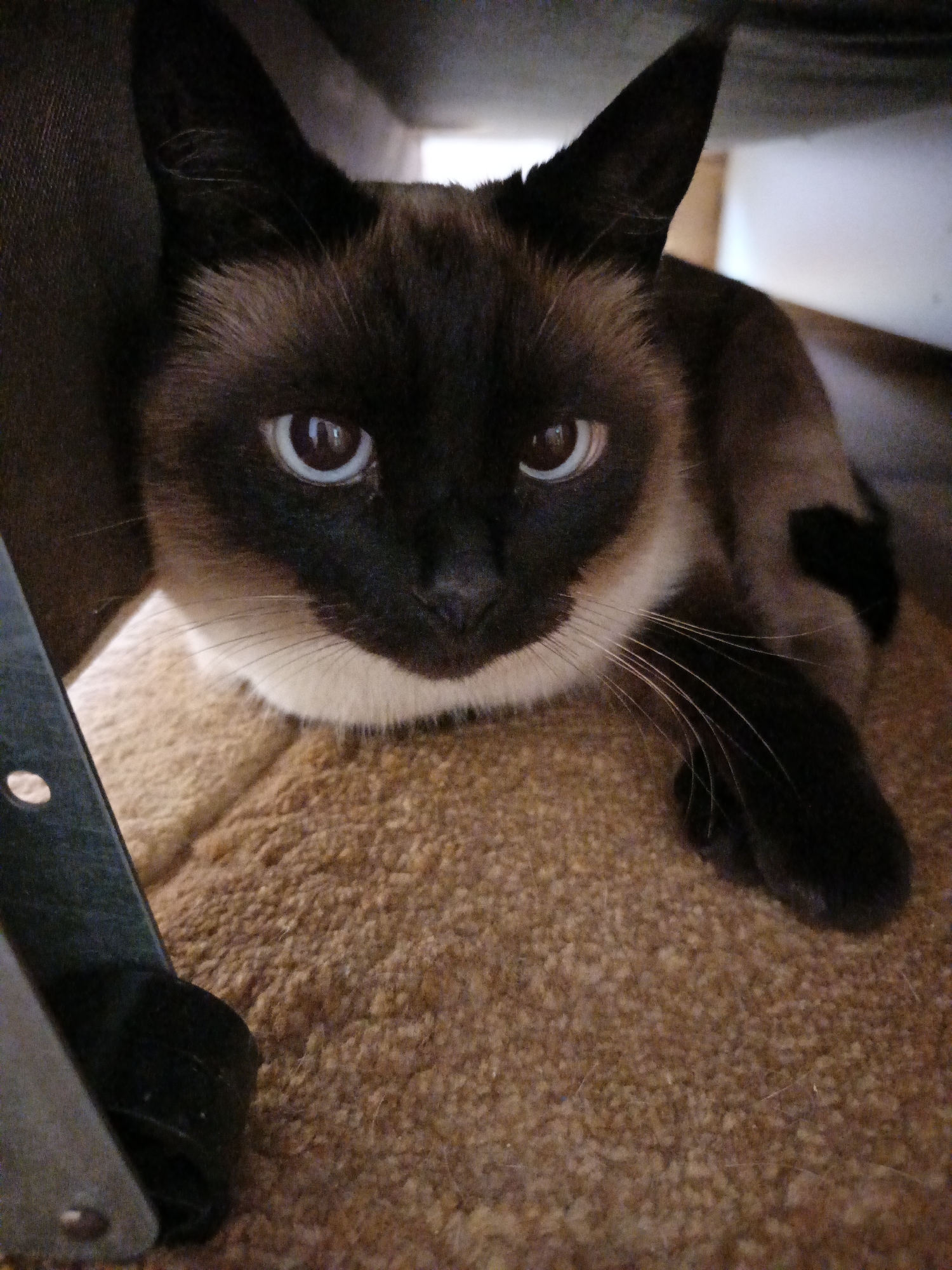 A Siamese cat is shown at close range. The cat is resting on a brown carpet. The cat has dark brown fur on its ears, face, and paws. Its chest and muzzle are white. It has light blue eyes. The cat appears to be indoors, perhaps under a piece of furniture. There is a black and silver object on the left side of the frame. No humans are visible. There is no indication that this picture was taken in Goryachiy Klyuch, Russia.