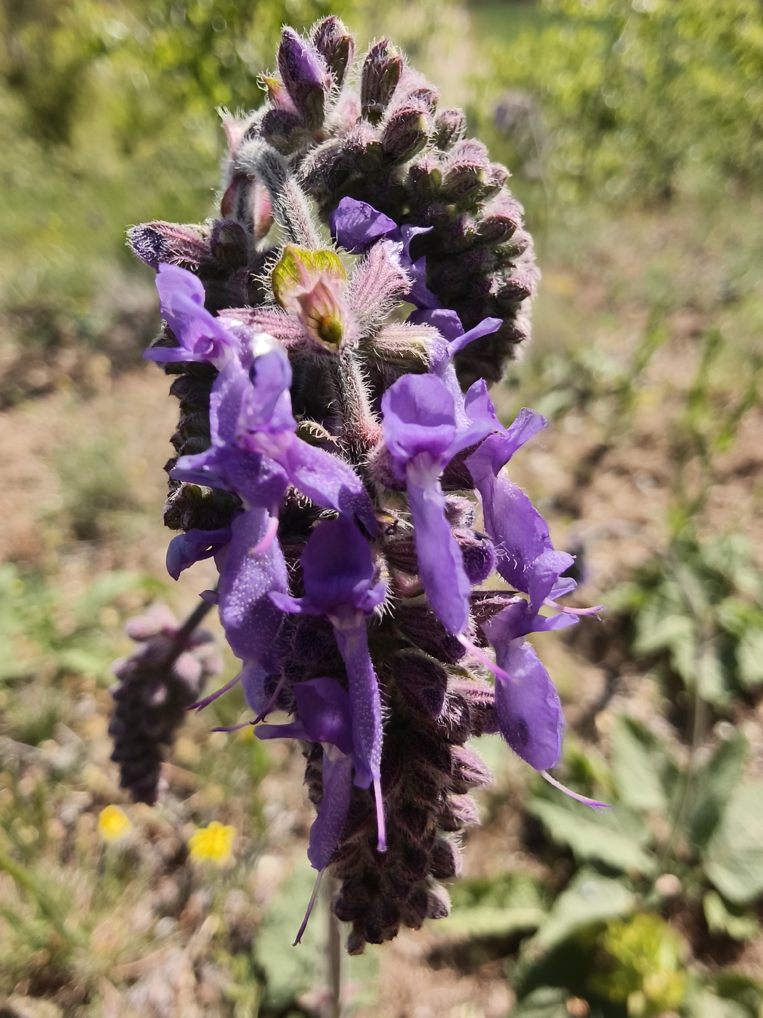 The image depicts a close-up of a flowering plant with purple blossoms against a blurred background of green foliage and brown soil. The plant features a dense, elongated flower spike covered in fuzzy, purplish-brown bracts, from which several irregularly shaped, deep purple flowers are emerging. The flowers have delicate, elongated structures. The overall setting suggests an outdoor environment with natural vegetation. The image contains elements typical of a wild or uncultivated area. Without specific location information, it's impossible to ascertain if the image was taken in Kryvyi Rih, Ukraine.