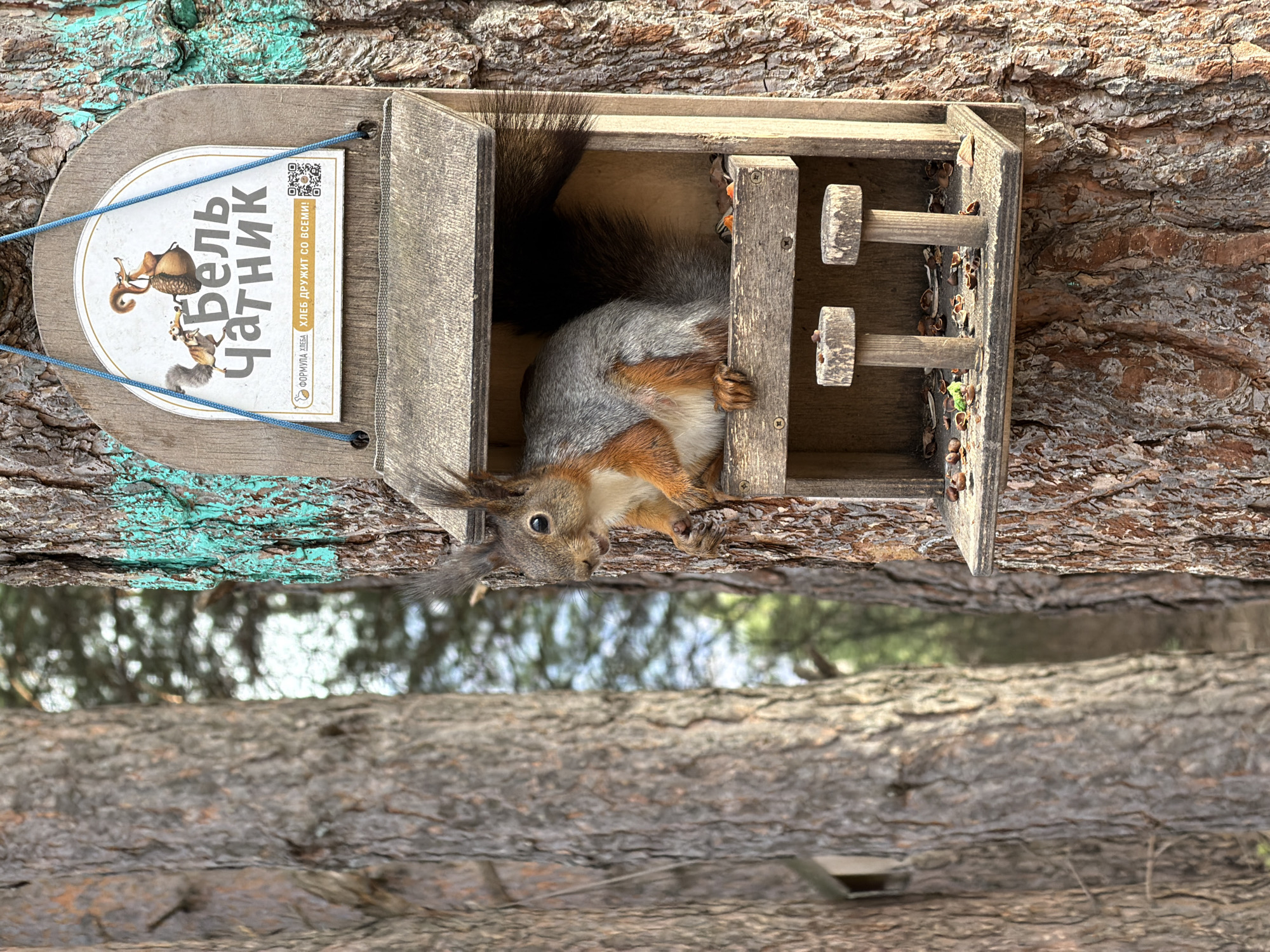 An image, captured with a vertical orientation (rotated 90 degrees counter-clockwise from its natural upright position), depicts a Eurasian red squirrel (Sciurus vulgaris) inside a wooden feeder attached to a tree trunk. The squirrel, with reddish-brown fur on its back and tail, and lighter cream/orange fur on its underside, is actively consuming food from the feeder, with its head and front paws visible. Its large, bushy tail extends from the opening of the feeder.
The feeder itself is a wooden structure resembling a small house or box, containing various small seeds or nuts. Attached to the feeder's side is a rounded sign featuring a cartoon illustration of two squirrels and an acorn. The sign displays Cyrillic text: "БЕЛЬ ЧАТНИК" (BEL CHATNIK) in large letters, and smaller text "ФОРМУЛА ХЛЕБА" (FORMULA HLEBA) with "ХЛЕБ ДРУЖИТ СО ВСЕМИ!" (HLEB DRUZHIT SO VSEMI!), which translates to "BREAD IS FRIENDS WITH EVERYONE!". A QR code is also present on the sign.
The feeder is mounted on the rough bark of a tree trunk, which has a distinct patch of turquoise paint on its surface. The background is out of focus, showing more tree trunks and foliage, suggesting a natural, forested environment, consistent with the location context of Krasnoyarsk, Russia. The lighting indicates daylight, with soft shadows. The squirrel appears focused and intent on its meal.