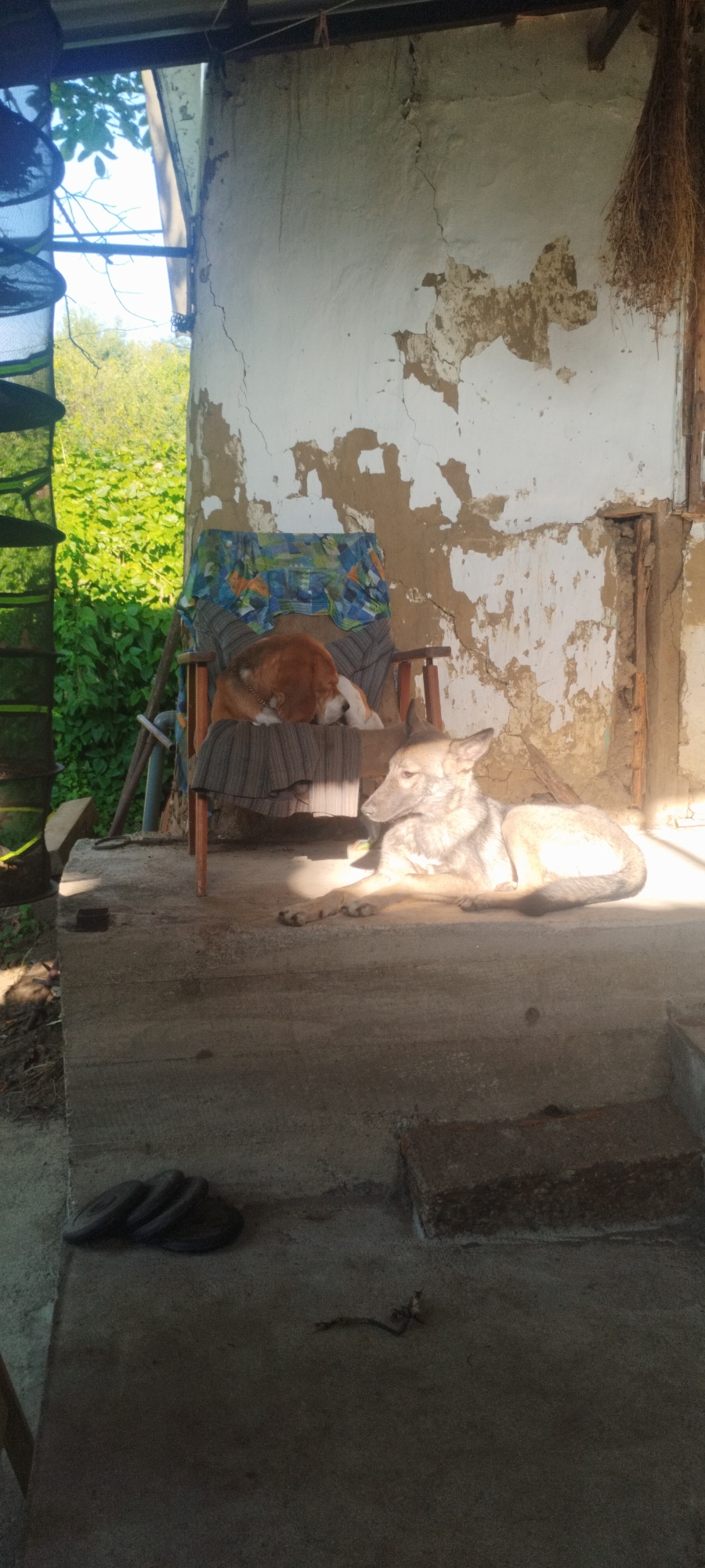 In a rural yard in Yaroslavskaya, Russia, two dogs rest in the afternoon sun. A light brown and white dog sleeps on a patterned cushion atop a wooden chair. A larger, gray and brown dog lies on the concrete ground in front of the chair, facing left. Behind the dogs, a weathered white wall shows signs of age and disrepair, with patches of exposed earth and cracks. Green foliage is visible in the background. On the concrete floor in the foreground, a pile of black footwear rests to the left, and a small, twig-like object lies to the right. The scene is illuminated by natural sunlight, casting shadows across the ground.