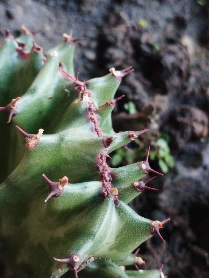 A close-up, high-angle view depicts a segment of a green, succulent-type plant, possibly a Euphorbia, characterized by prominent ridges and spines. The plant exhibits a variegated pattern of lighter and darker green hues, with reddish-brown thorns emerging from the margins of the ridges. The thorns are sharp, pointed, and evenly distributed along the plant's structure. The background is out of focus, revealing dark, coarse soil or ground material with minimal indications of small green foliage. No individuals are present. The scene is static, captured in Guacara, Venezuela, showing natural elements in an outdoor setting.