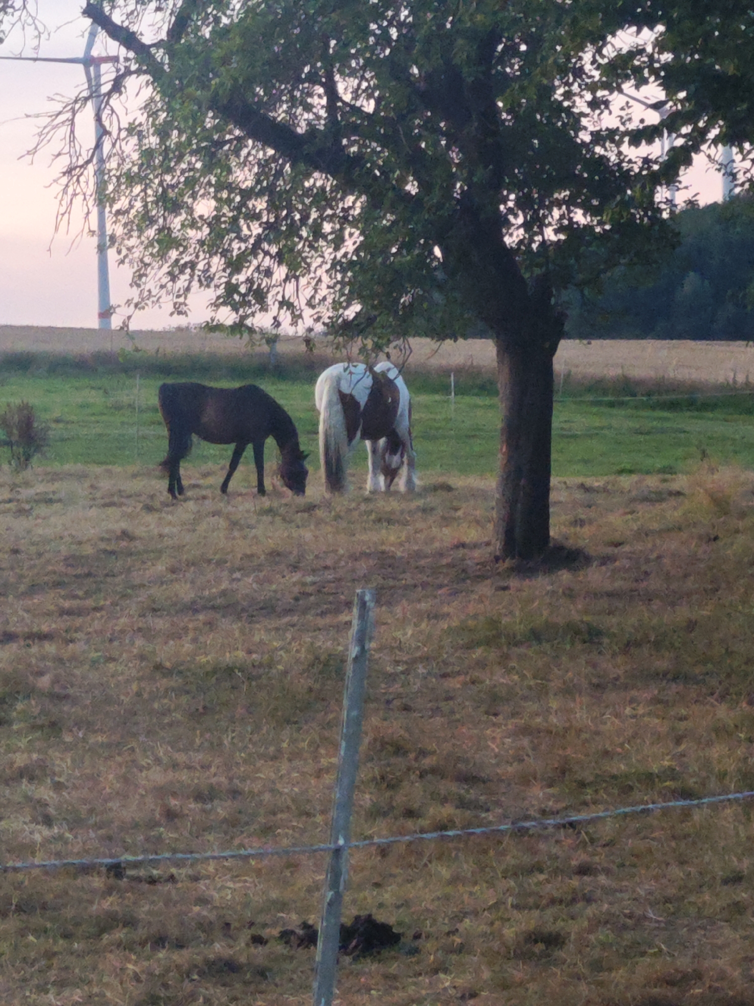 The image depicts a rural scene near Lügde, Germany, at dusk. In the foreground, a wire fence runs horizontally across the frame, with a wooden fence post on the right. The ground is covered in dry grass. In the middle ground, two horses are grazing. A dark-colored horse is on the left, with its head down to eat. To the right of it, a piebald horse, white with brown patches, is also grazing. Behind the horses, a field of green grass is visible, with a wind turbine and trees in the background. The sky above is a soft pink and purple hue, suggesting the sun has recently set. The overall impression is one of peaceful, natural scenery in the countryside.