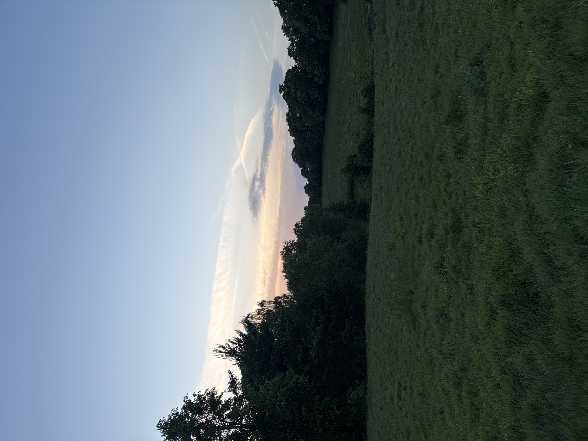 The image shows a landscape with a clear, blue sky in the upper left. There are cloud formations and contrails. To the right, a line of trees separates the sky from a grassy field. The field appears to be overgrown with long grass. The scene suggests a rural setting, possibly in Hertsmere, United Kingdom. There are no people visible in the image.