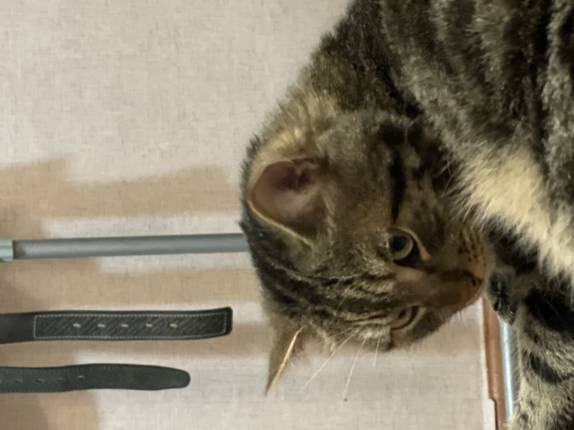 The image shows a close-up of a tabby cat's face and upper body. The cat has green eyes and is looking slightly down and to its left. Its fur is a mix of brown, black, and tan stripes. In the background, there are two dark straps, possibly from a belt or bag, hanging vertically. To the right of the straps is a silver-colored pole, likely part of a curtain rod or similar fixture. The wall behind the objects is a textured, light-colored surface. The cat appears to be indoors, in a residential setting. There is no identifiable information about the location within Cherkasy, Ukraine, or any human presence.
