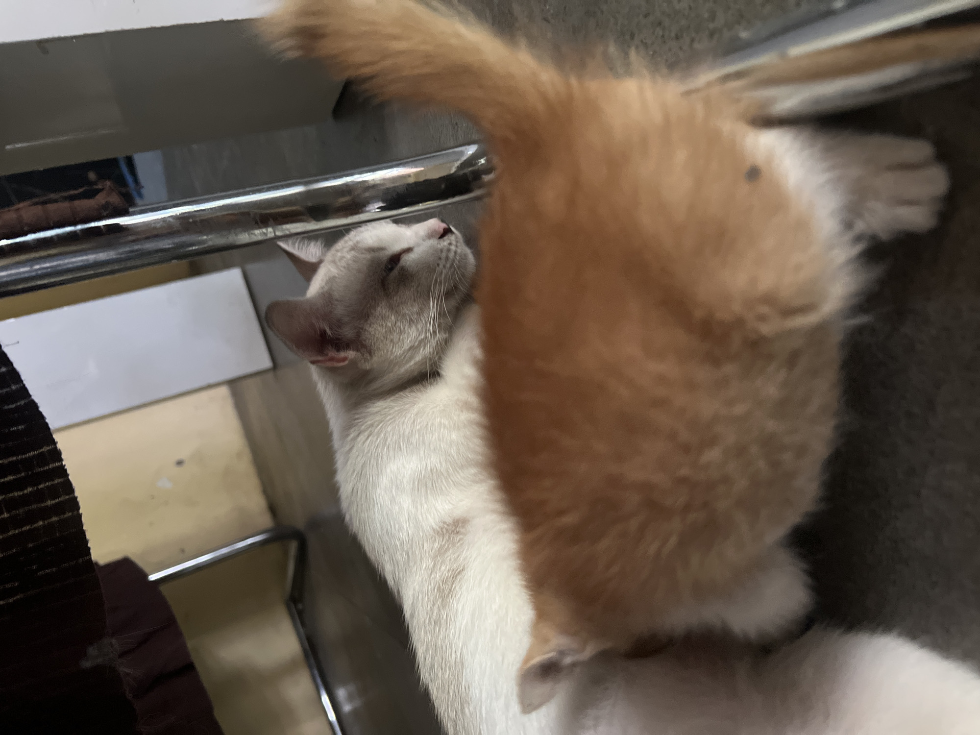 Two domestic cats are resting on a tiled floor near a metal table leg. The cat in the foreground is a ginger tabby, facing away from the camera with its tail curled upwards. The cat in the background is a light-colored cat, possibly white or cream, lying down with its head resting on the floor. It appears to be looking towards the right. The environment is indoors, likely a residential area, with a portion of furniture and a wall visible in the background. The lighting suggests it is daytime. The image does not contain any information about the city of Klapanunggal, Indonesia.