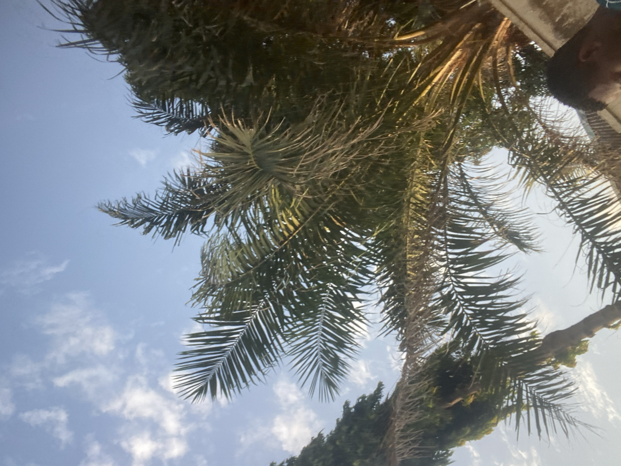 This is a tilted, low-angle shot looking up through palm fronds at a bright blue sky with scattered white clouds. The sun is shining, illuminating the fronds and casting some light on the scene. The palm fronds are dense and green, with some brown, dry leaves interspersed. The image appears to be taken outdoors in a tropical or subtropical climate.
On the right side of the frame, a person's head and shoulder are visible, partially obscured by the palm fronds. They are wearing a dark hat and looking towards the camera. Their skin tone is dark.
The overall impression is one of a sunny day, possibly in the late afternoon, given the angle of the light. The setting could be a garden, park, or resort area. There is no visible text in the image.