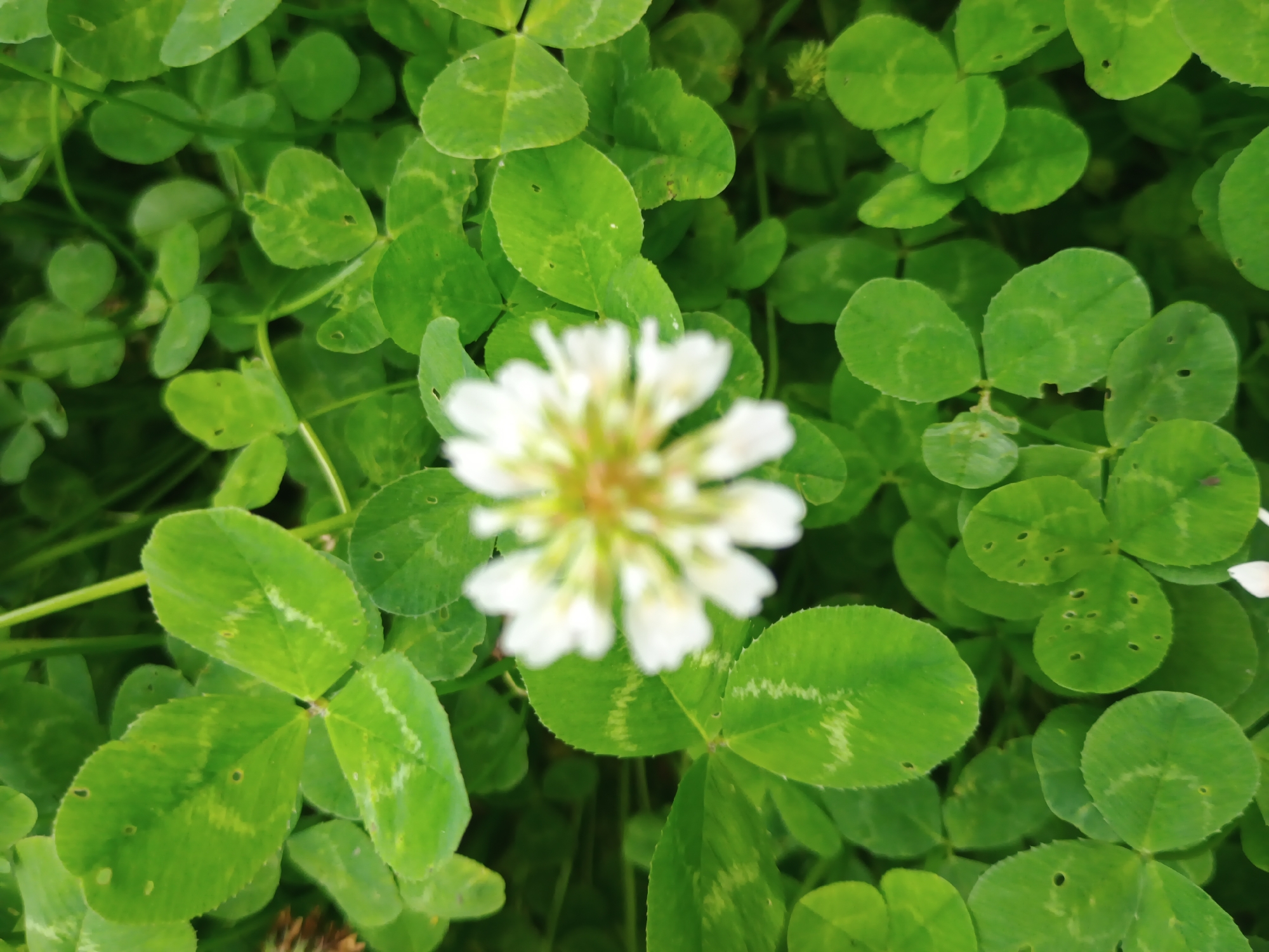 A close-up, top-down perspective shows a dense patch of clover plants (Trifolium) in Kroměříž, Czechia. A single, spherical-shaped white flower, rendered significantly out of focus due to shallow depth of field, is centrally positioned. The flower exhibits a blurred form with a subtle yellowish-brown tint at its core. Surrounding the flower is an abundance of vibrant green, trifoliate leaves. Many of these leaves display a distinct lighter green or yellowish chevron-like pattern across each leaflet. Numerous leaves also show small, irregular perforations and minor tears, indicating physical damage. Thin green stems are visible interspersed among the dense foliage, which forms a continuous carpet across the entire image frame. The lighting is even and natural, without strong shadows. No individuals, animals, or man-made structures are present.