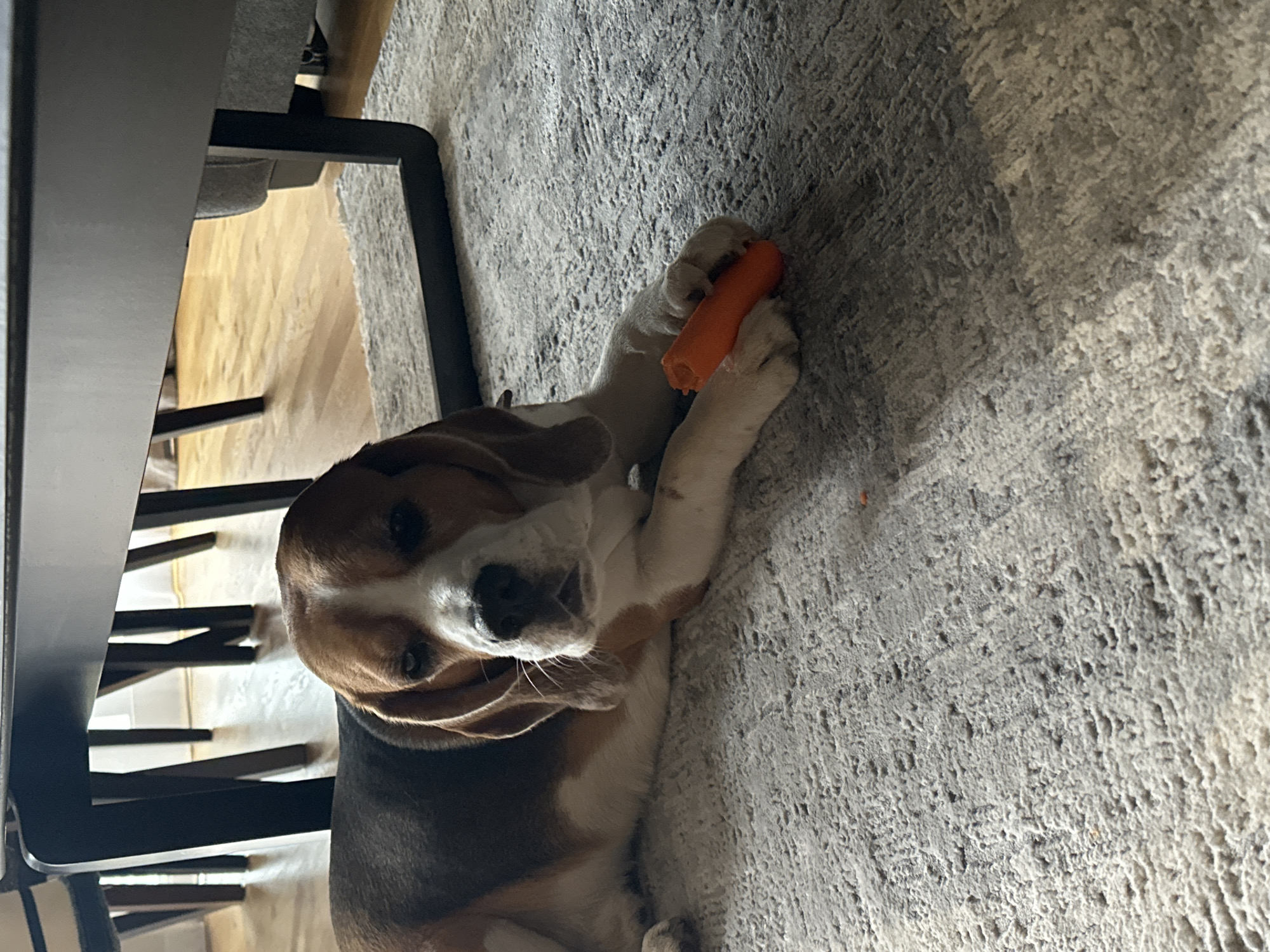 A beagle lies on a gray carpet holding an orange toy. Part of a table is visible in the upper left. The location is not discernible.