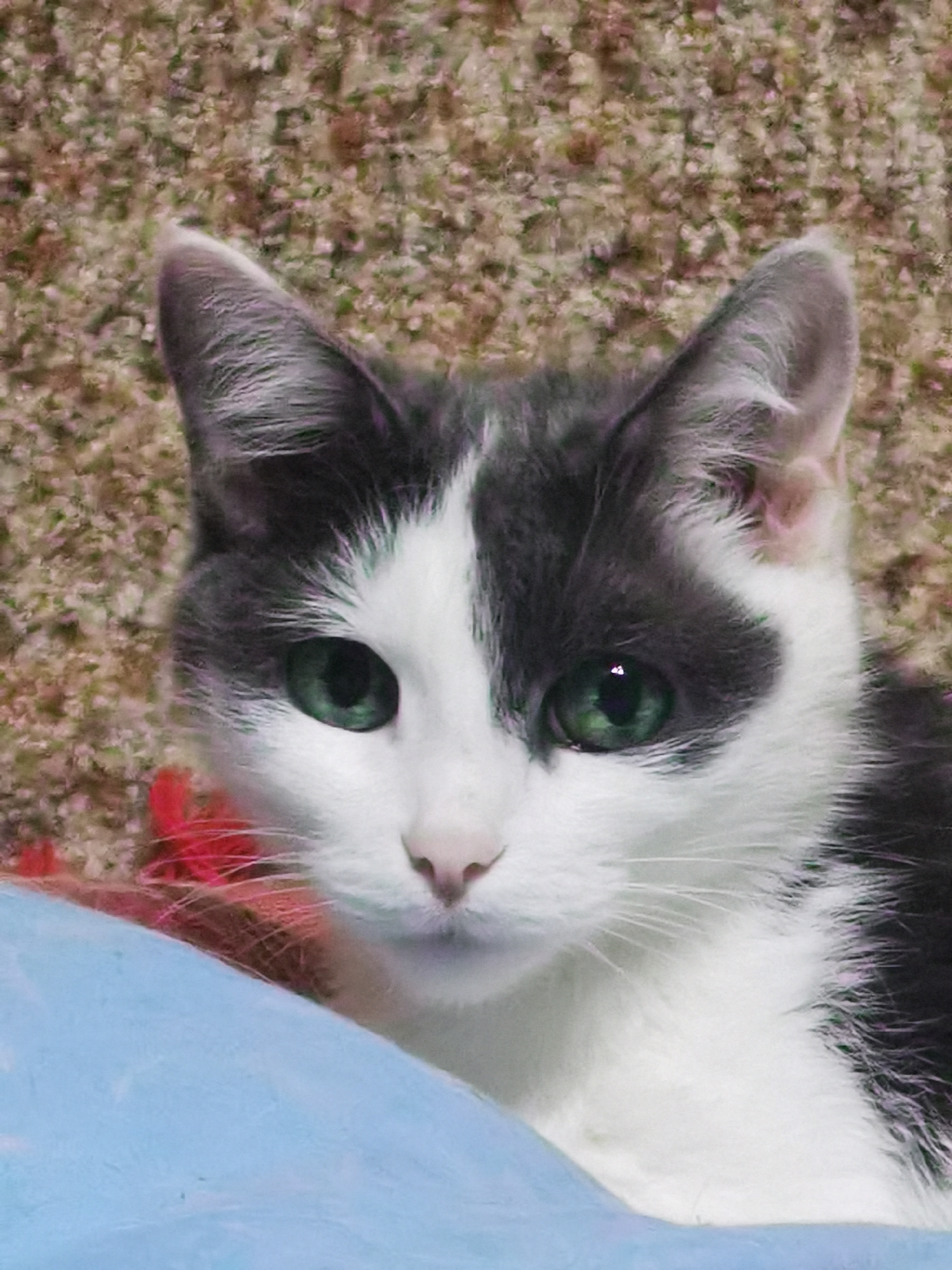 A close-up shot features a black and white cat with striking green eyes against a textured, speckled background. The cat's fur is predominantly white on its face, with dark grey markings on its head and ears. Its gaze is directed forward, and it appears alert. A portion of a blue object is visible in the foreground, partially obscuring the cat. There are hints of red in the background, possibly from a toy or decoration. The image quality is somewhat grainy, suggesting it was taken with a low-resolution camera or in low light conditions. The location of this scene in Chaikovsky, Russia, is not discernible from the visual information provided in the image.
