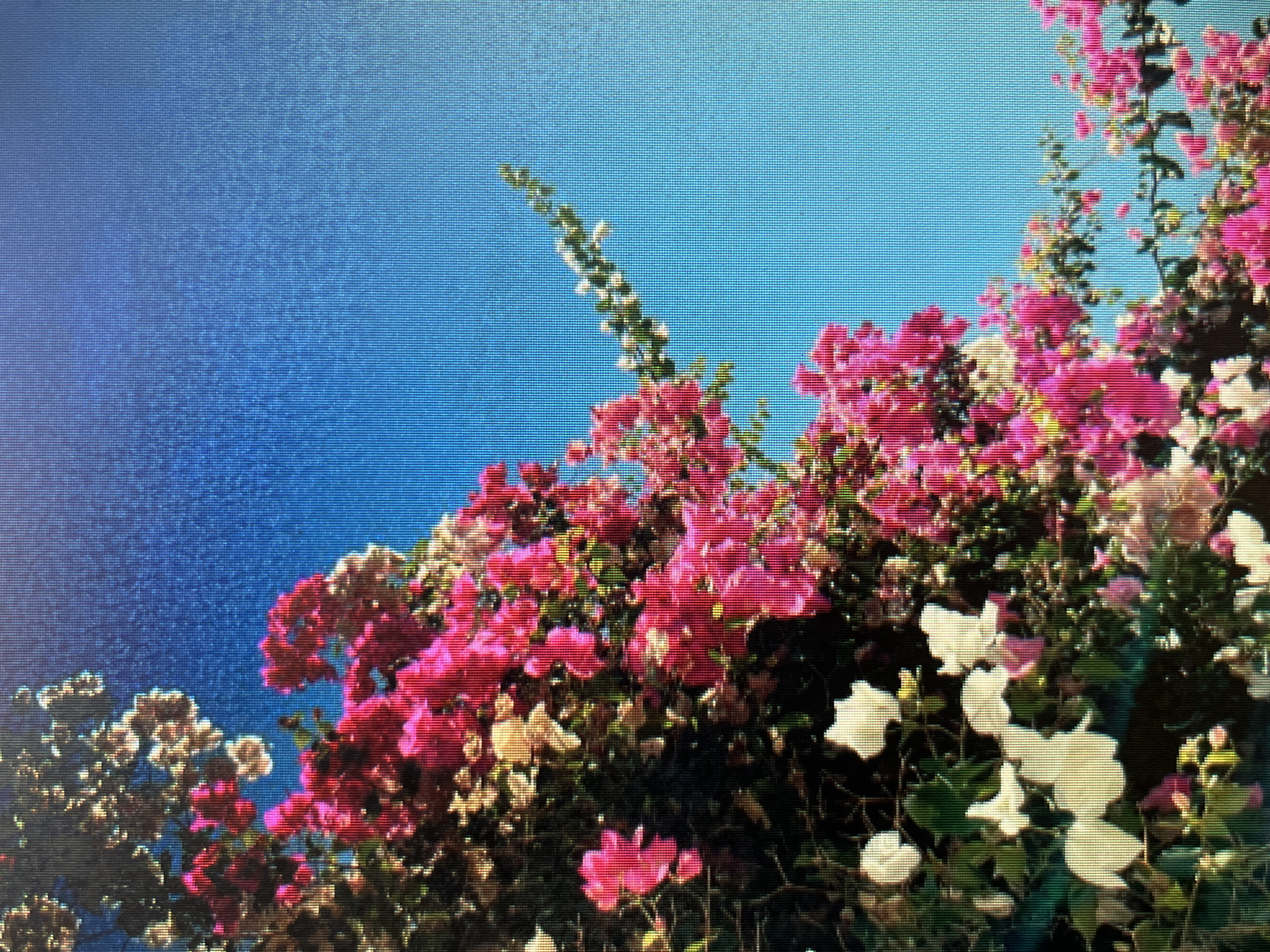 A low-angle, close-up shot captures a cluster of bougainvillea flowers against a bright blue sky. The bougainvillea features vibrant fuchsia and white bracts, with some delicate green foliage visible. The flowers are dense and appear to be climbing or cascading, creating a lush and somewhat wild effect. The sky is a clear, unblemished blue, suggesting a sunny day. The image exhibits a visible pixelation, indicating it may have been captured by a digital camera with a lower resolution or was displayed on a screen with visible pixels. The scene is devoid of any people or specific landmarks that would pinpoint a location within Sejahtera, Indonesia.