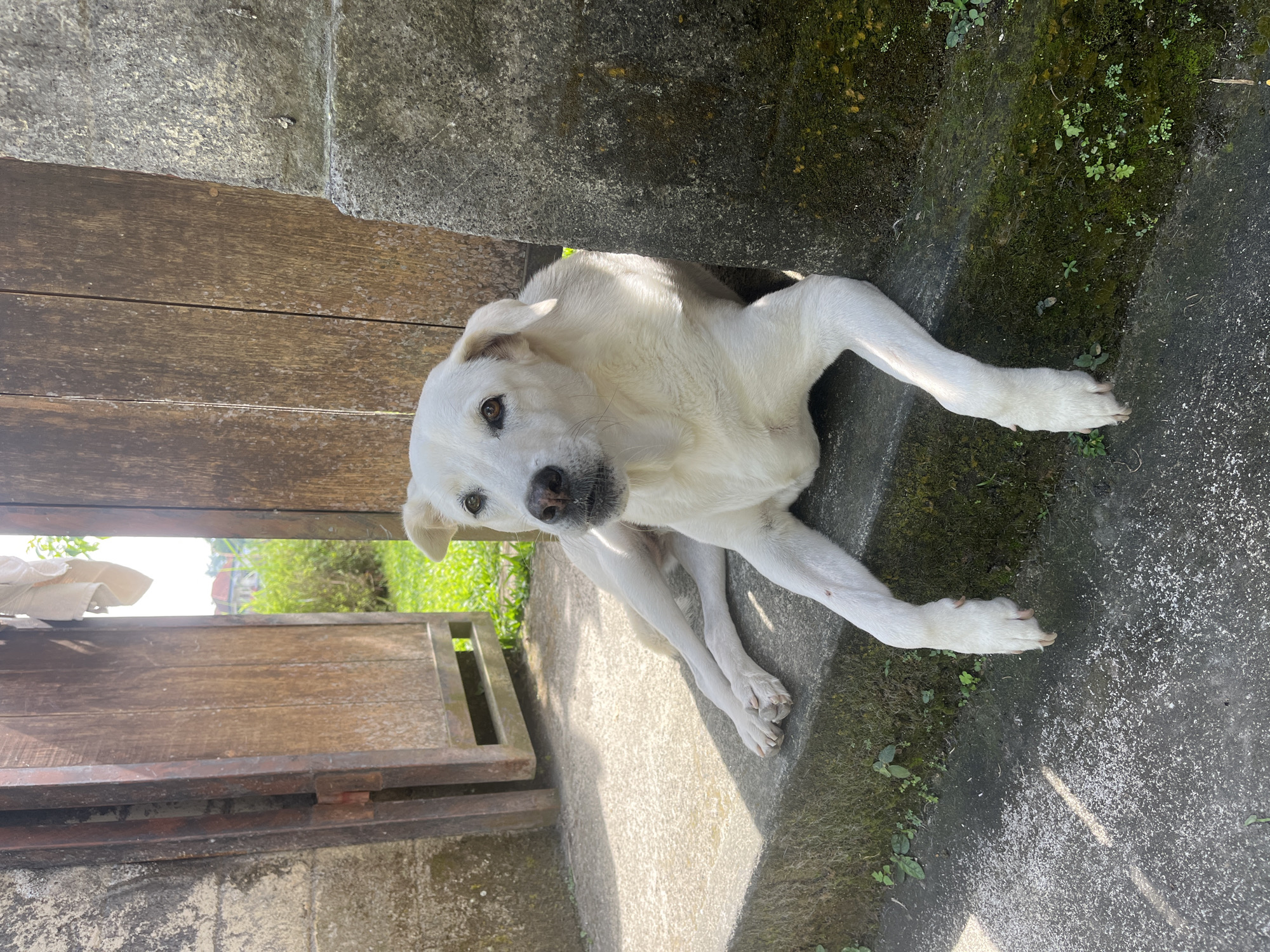 In Ubud District, Indonesia, a white dog with brown eyes lies on concrete steps in front of a wooden door. The dog is resting on its side, with its front legs extended forward. The dog is in a shaded area, with sunlight casting shadows on the ground. The background shows greenery and a glimpse of a building. The wooden door is partially open, revealing more of the outdoor environment. The concrete steps are mossy, indicating a damp or humid climate. The overall scene depicts a peaceful, everyday moment in a tropical setting.