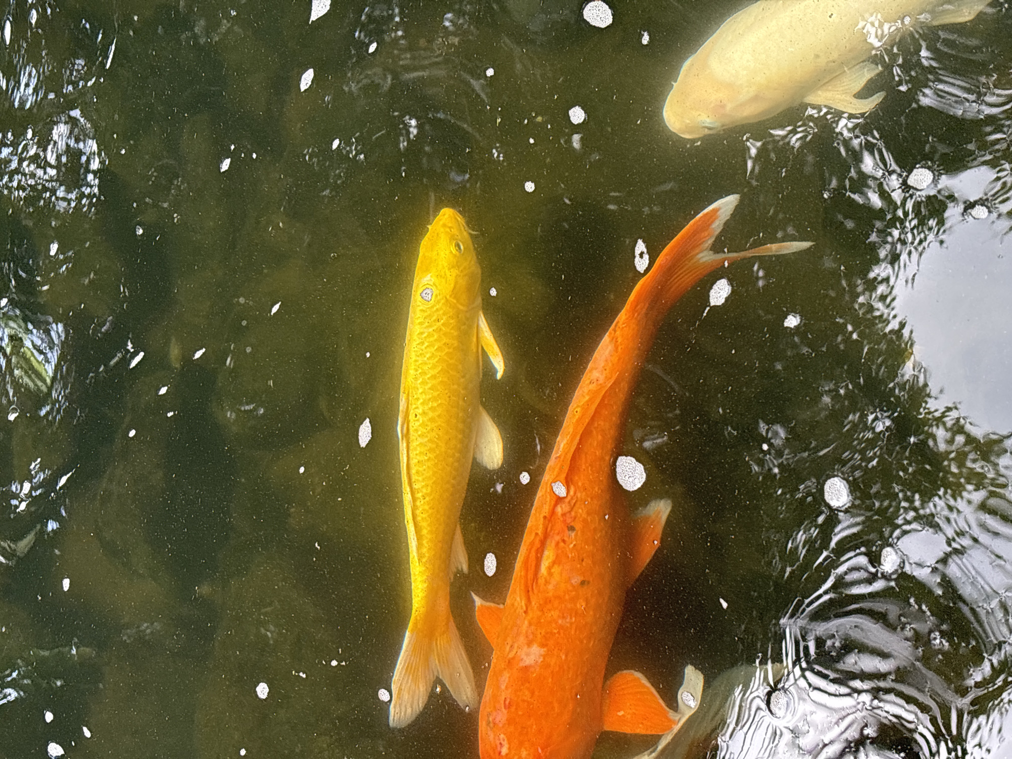 A top-down, close-up shot captures three koi fish swimming in a pond. The pond water is murky and greenish-brown, with patches of bright light reflecting off the surface and small white bubbles scattered throughout. The fish are in varying shades of orange, yellow, and white. The orange koi is the largest and closest to the viewer, positioned horizontally across the bottom of the frame, its head obscured. Above and behind it, a bright yellow koi swims parallel, its head facing left and its body extending towards the top right. To the right of the orange koi and slightly further back, a pale yellow or white koi is visible, its head turned towards the left and its body angled away. The reflections on the water's surface suggest overhead foliage. The scene is likely located in Xinzheng, China, a city known for its historical significance and beautiful gardens.
